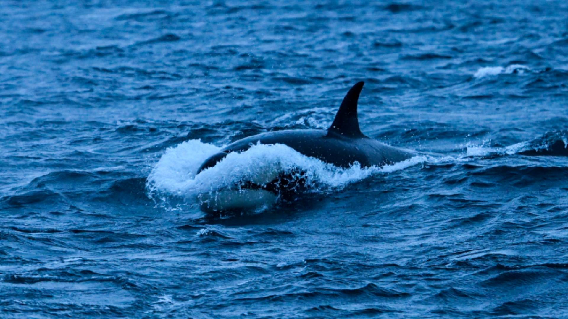 حوت الأوركا