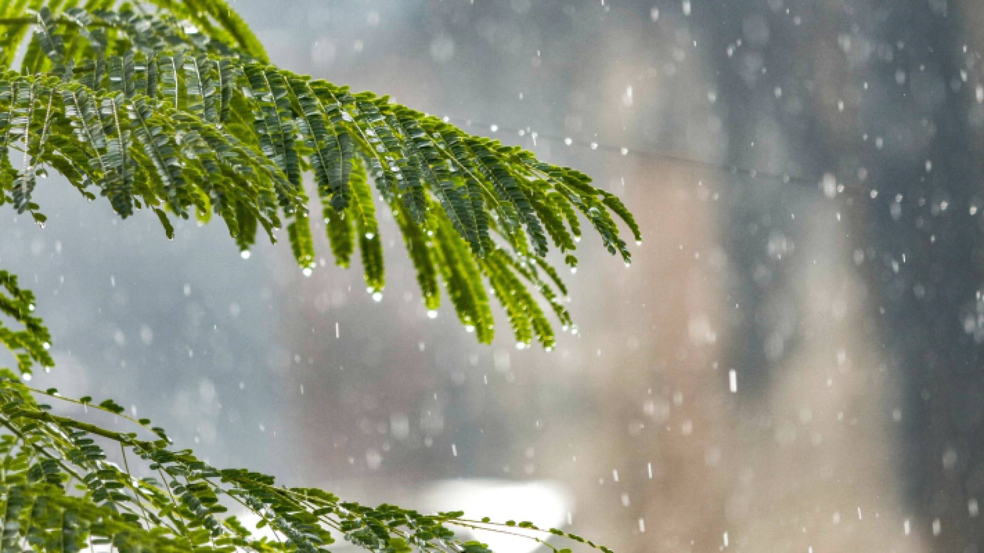 قطرات من الأمطار على أوراق شجرة