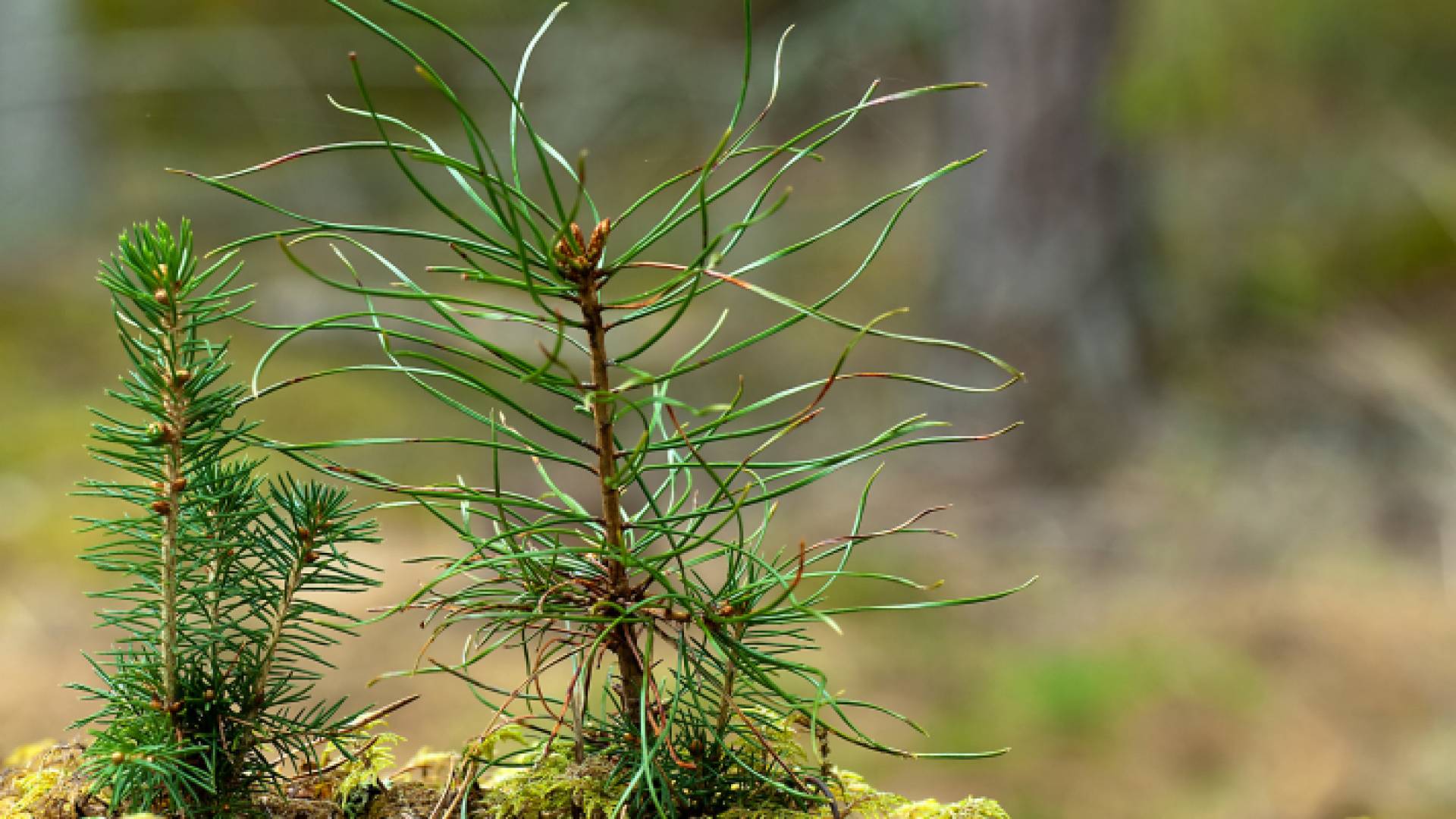 وزارة الزراعة تسعى لزيادة الرقعة الخضراء في الأردن