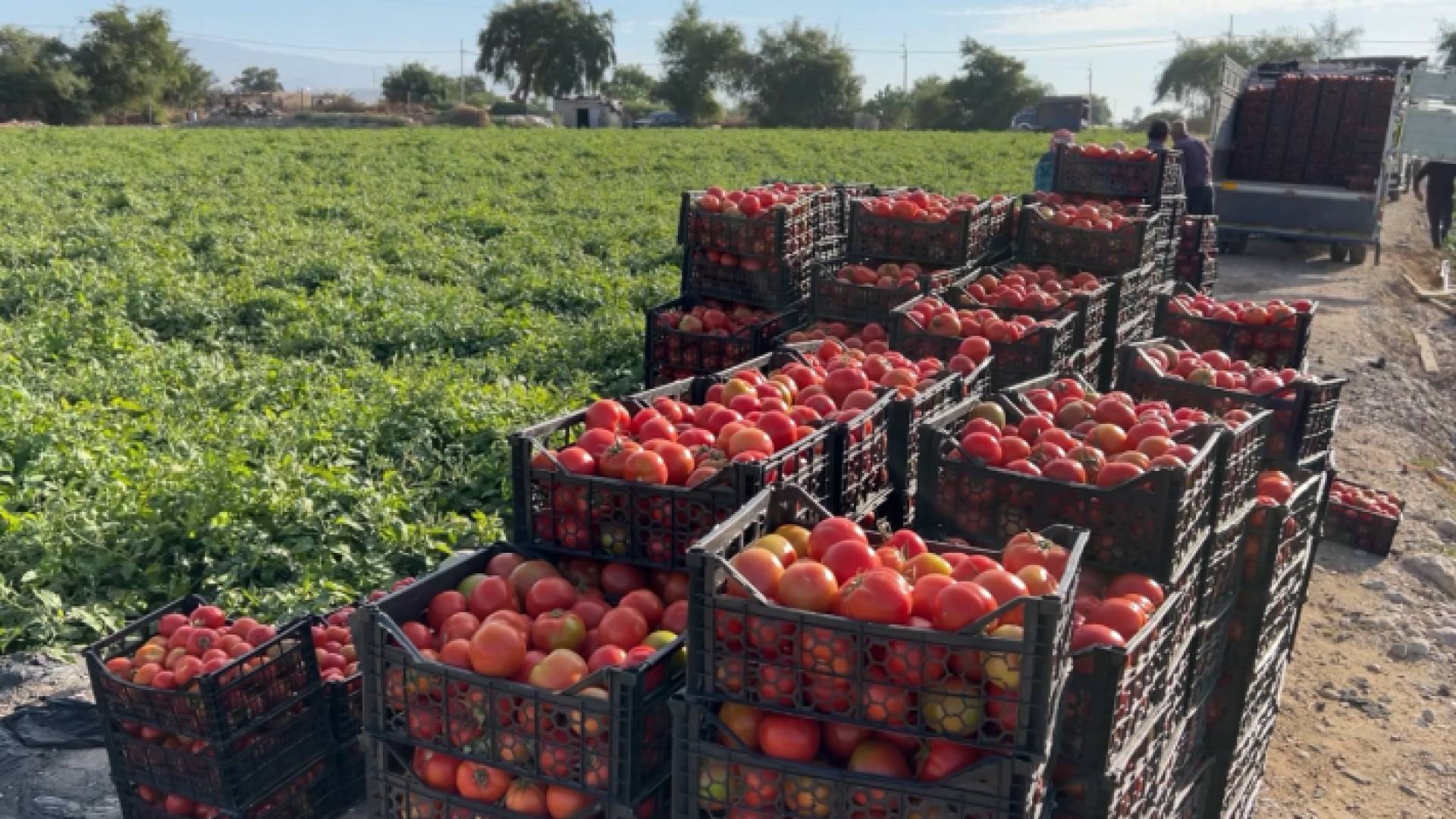 محصول البندورة في أحد مزارع الأغوار