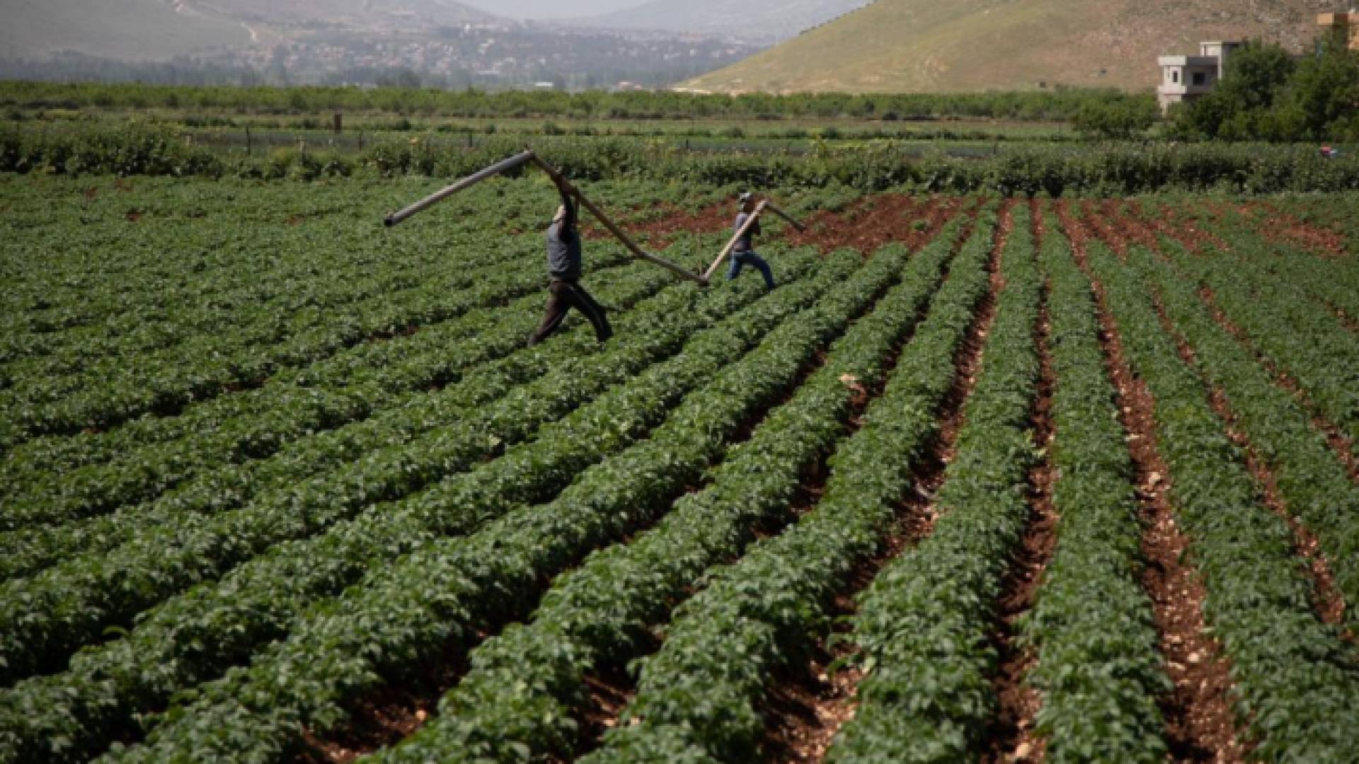مزارعون - أرشيفية