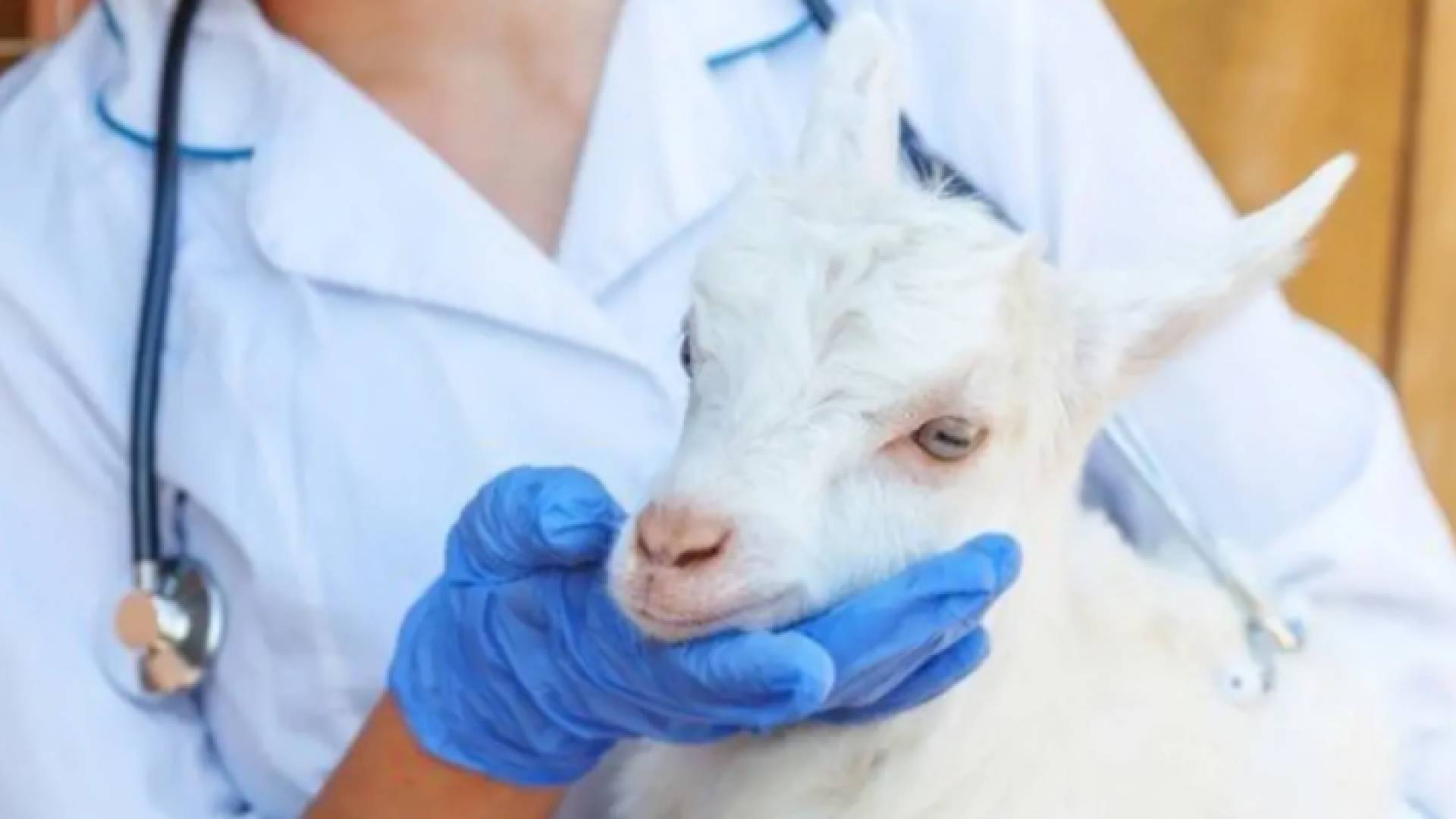 طبيب بيطري وماشية