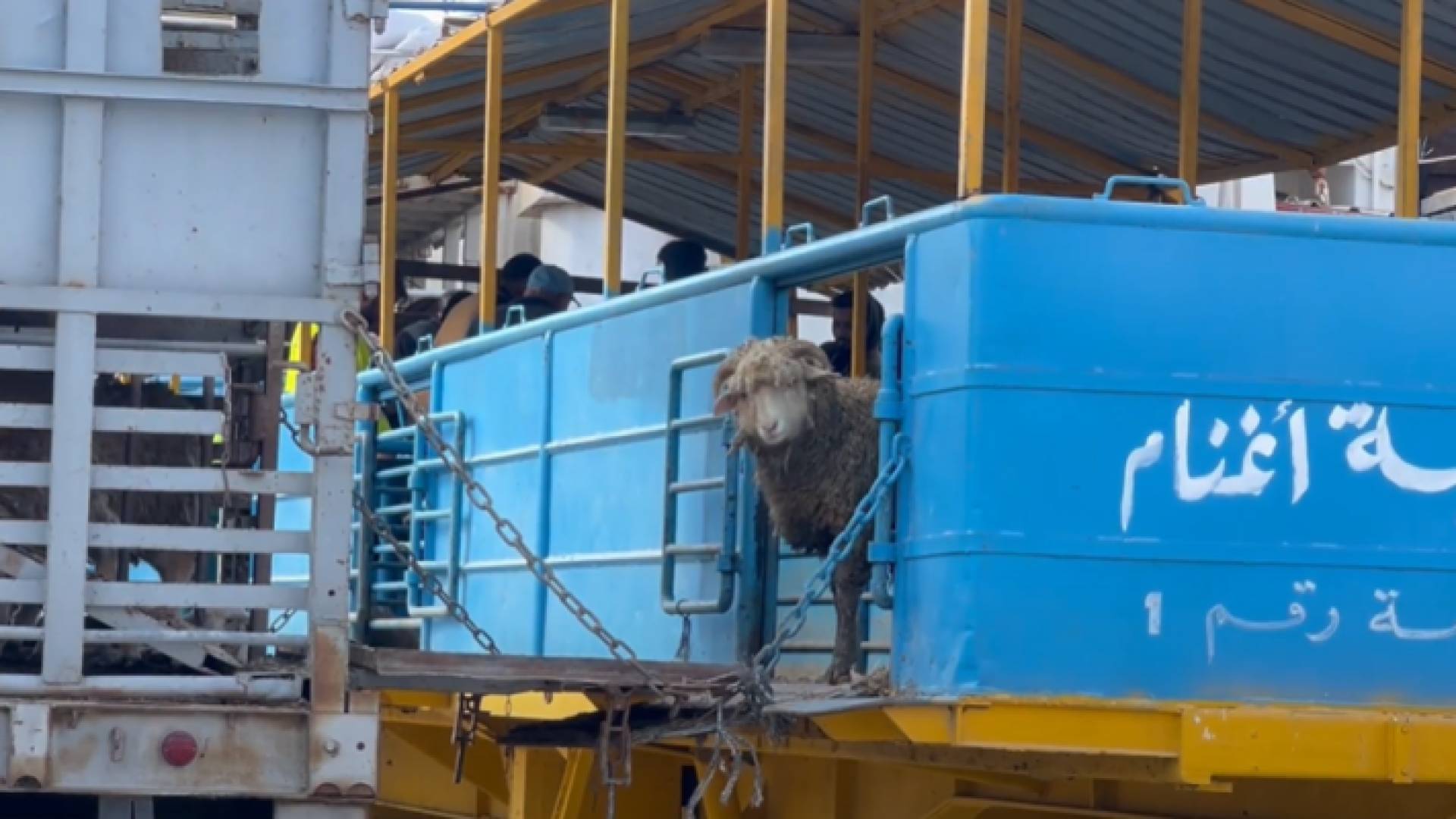 باخرة المواشي التي وصلت إلى ميناء العقبة