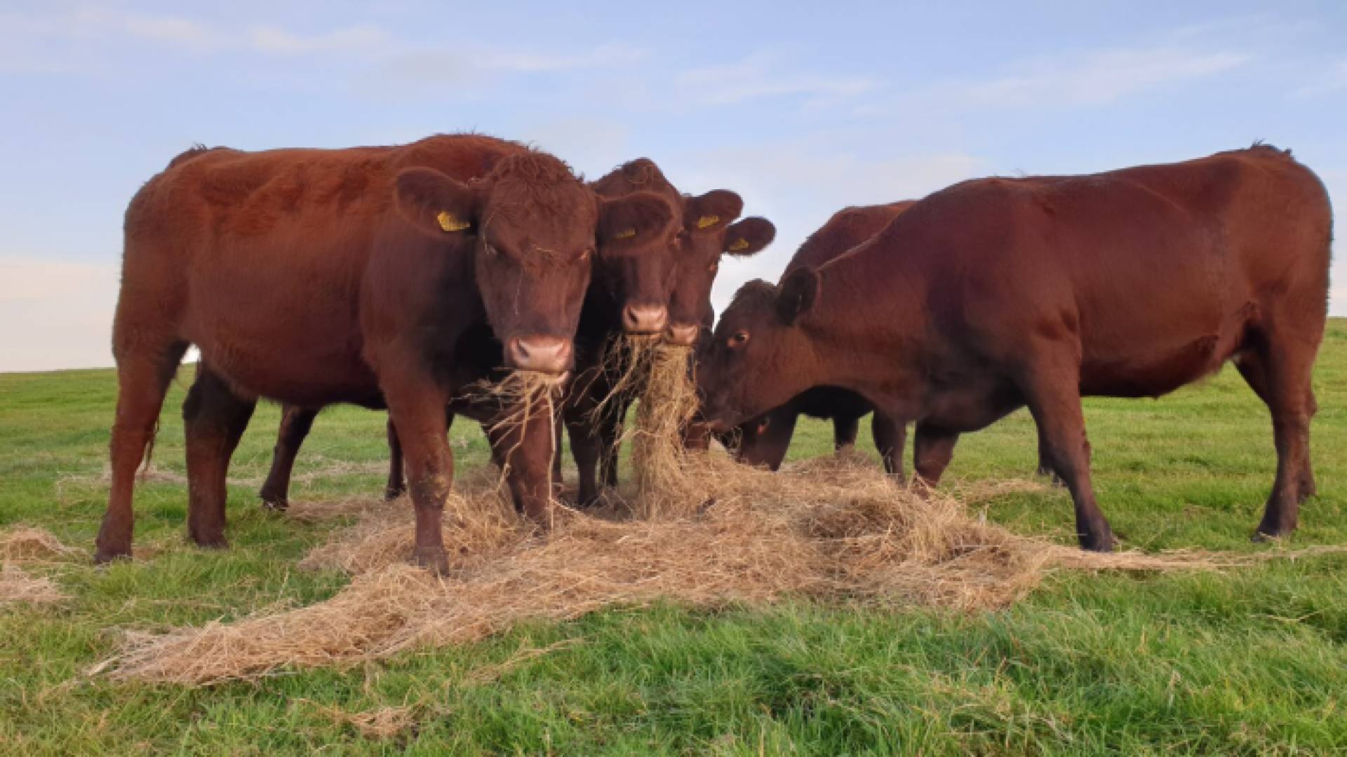 خمس بقرات حمر