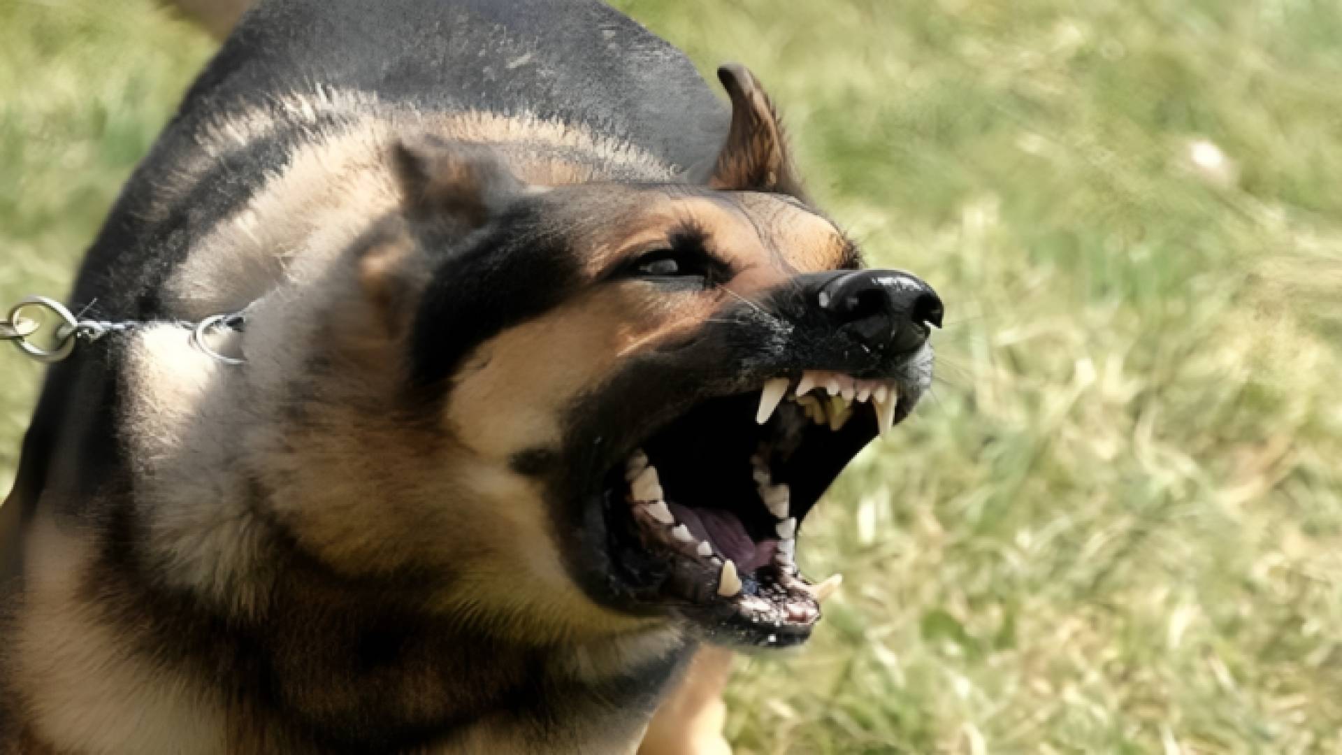 كلب يعقر طفلا في مخيم بلاطة