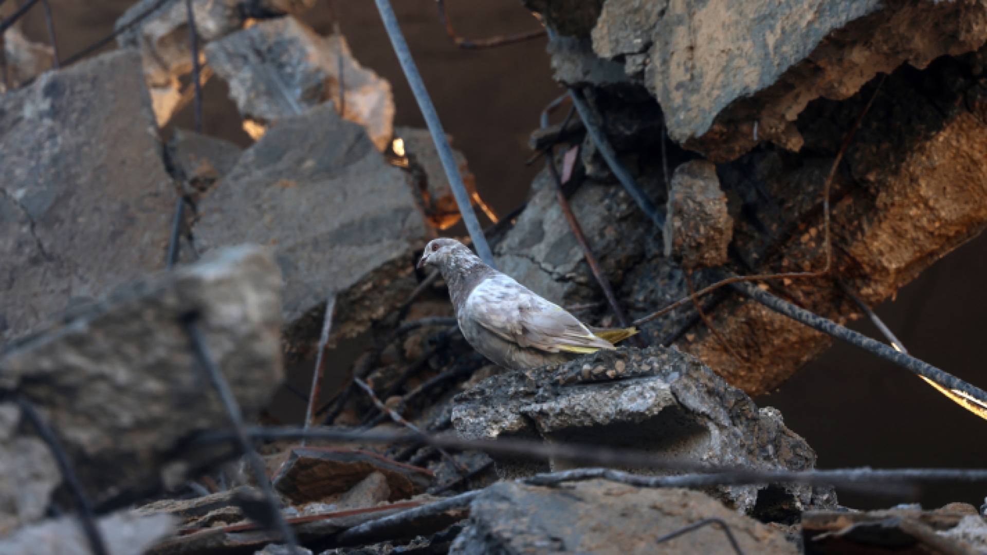 طير يرقد وسط ركام المباني المهدومة في غزة "تعبيرية"