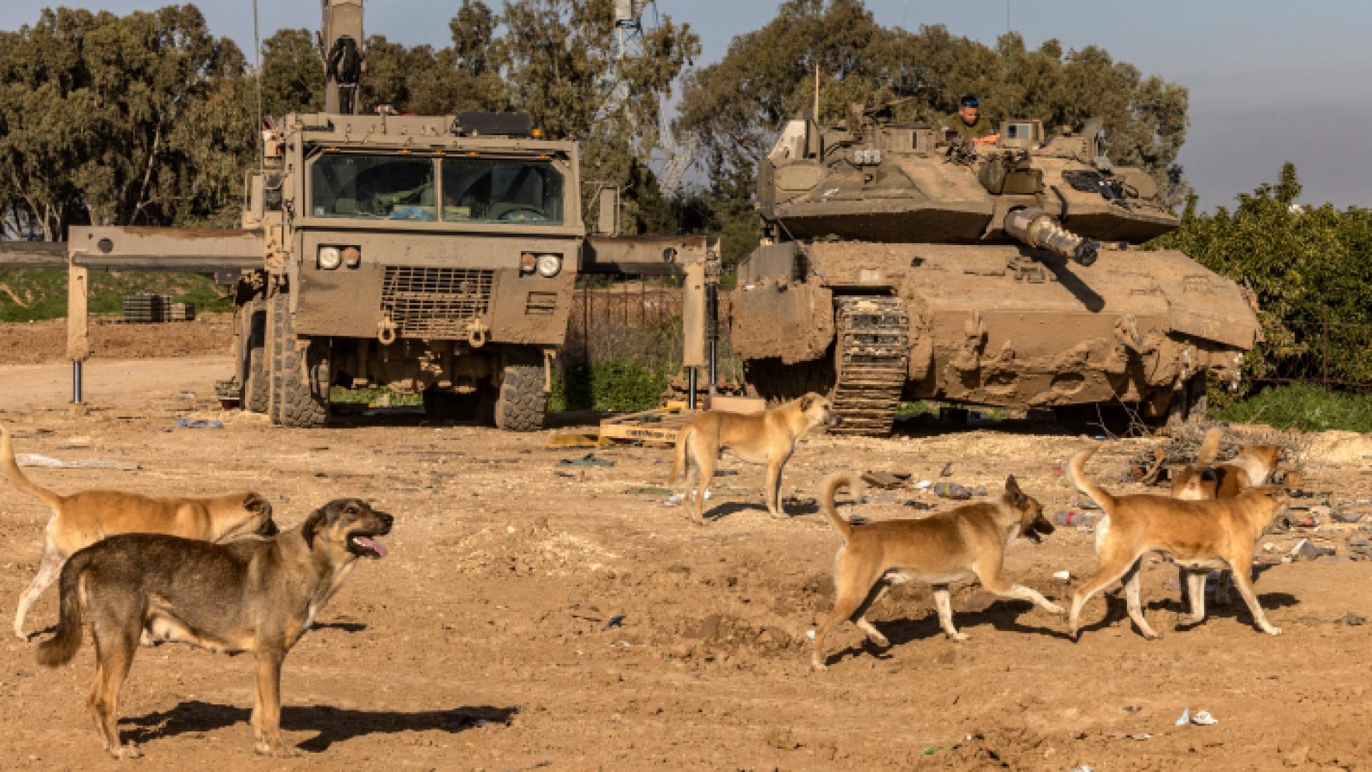 كلاب تتحرك أمام آليات الاحتلال في غزة "أ ف ب"