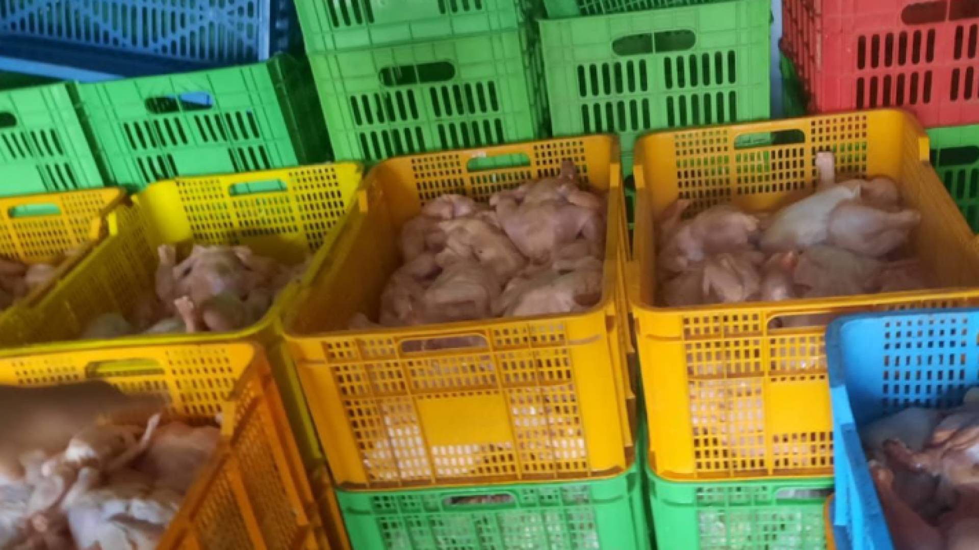 دواجن جرى إتلافها في لواء الجيزة