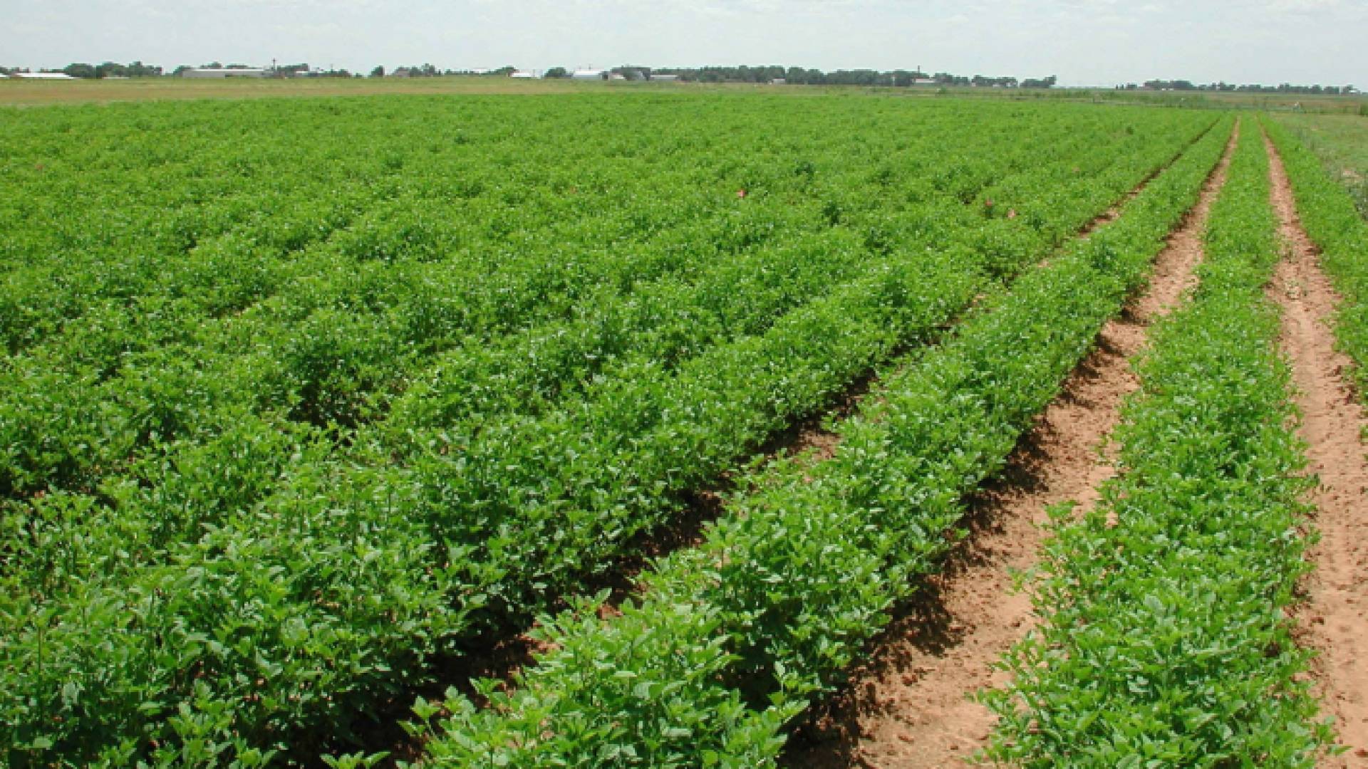 أراضي زراعية "أرشيفية"