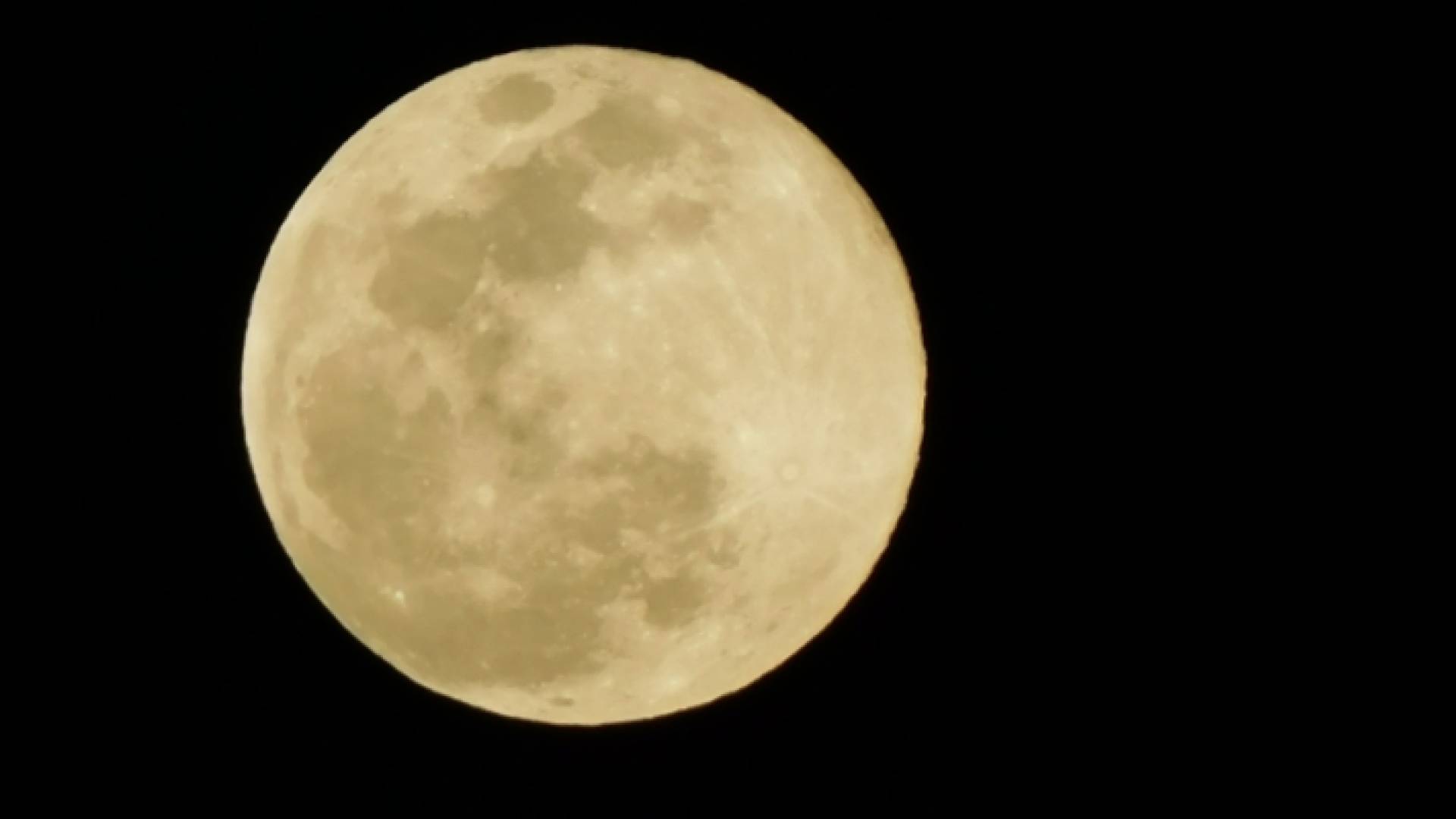 بدر الثلج الأصغر أو بدر شباط سماء الأردن