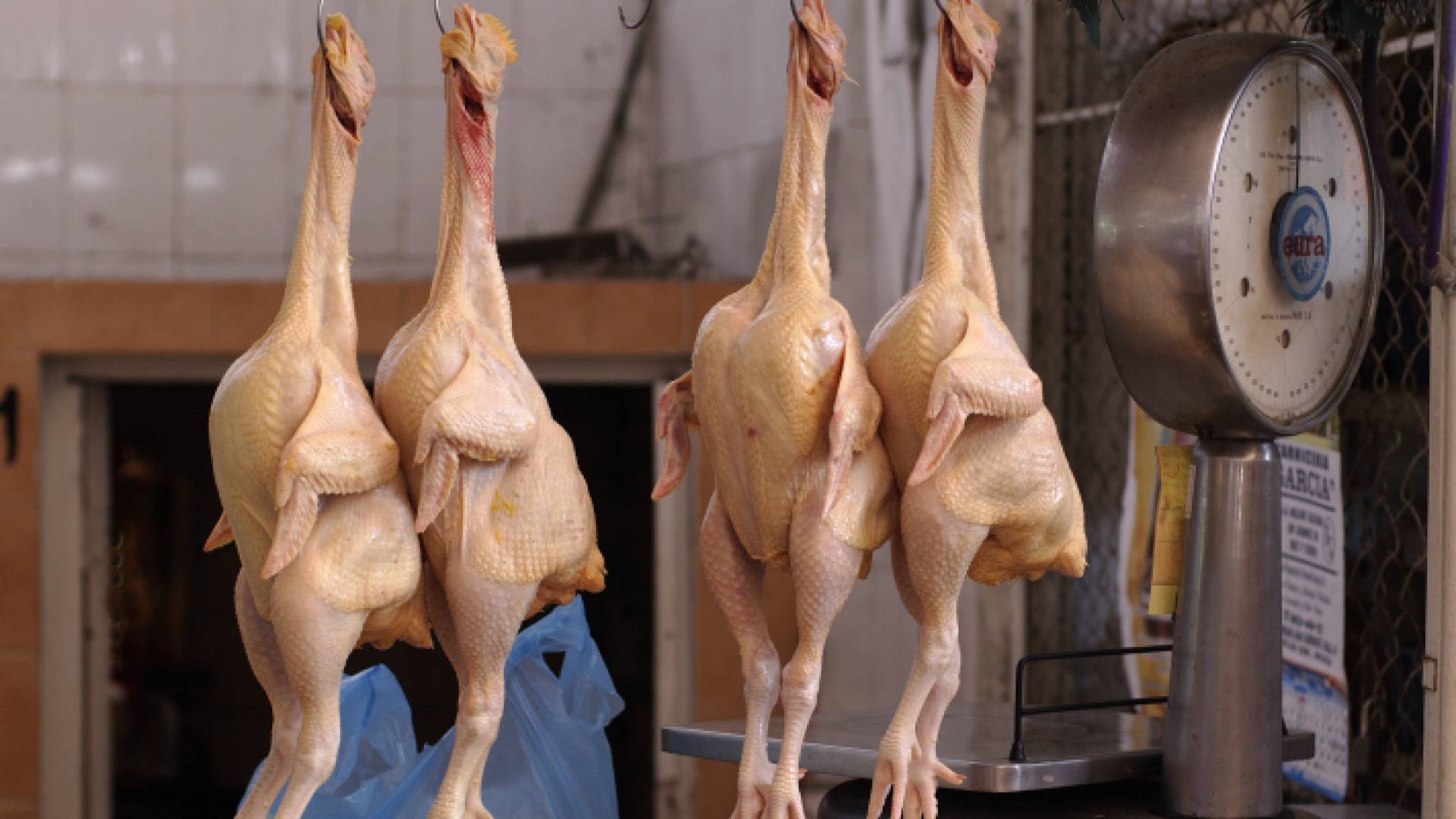 دجاج مذبوح - تعبيرية