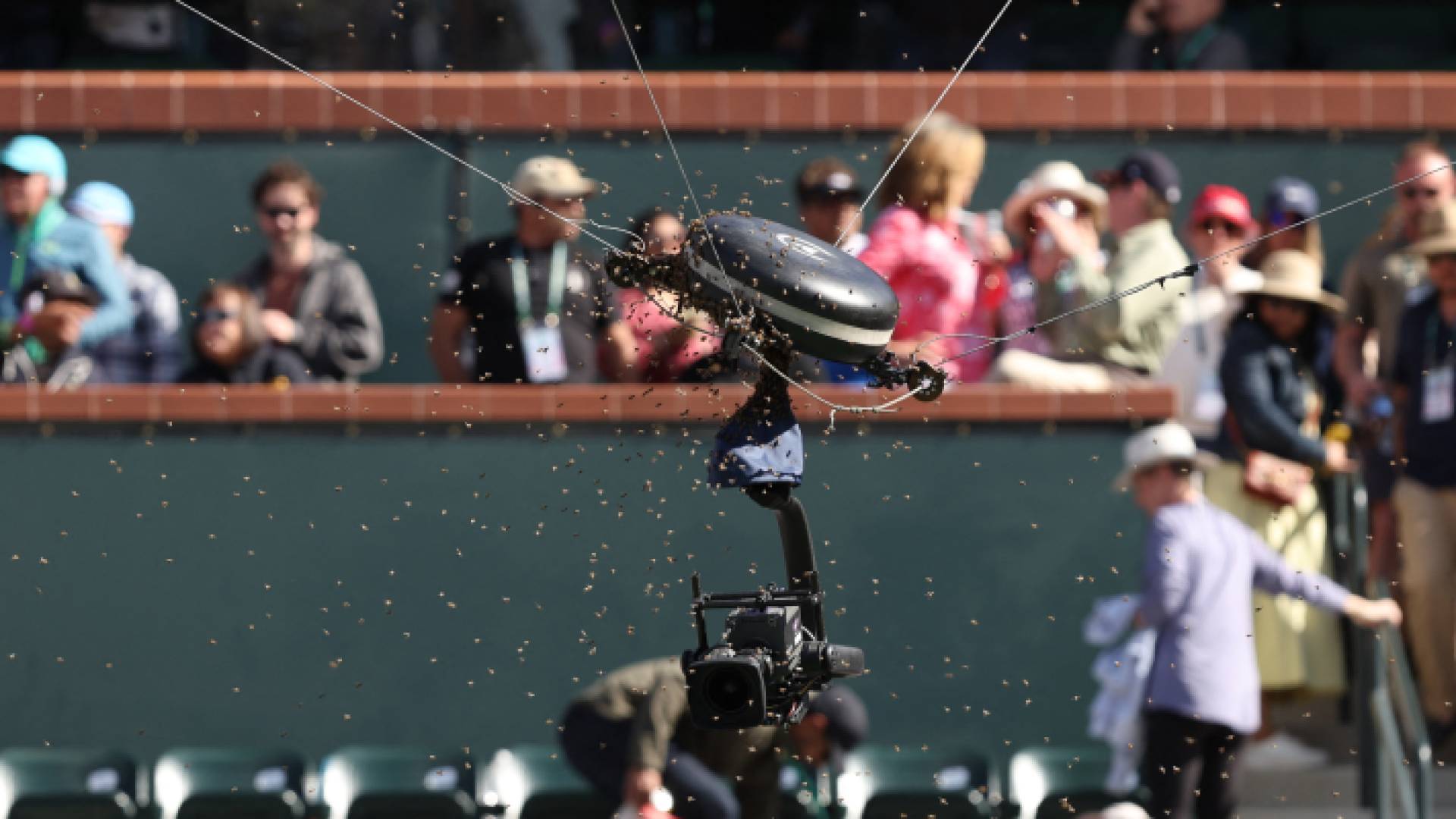 هجوم نحل في مباراة تنس في بطولة إنديان ويلز