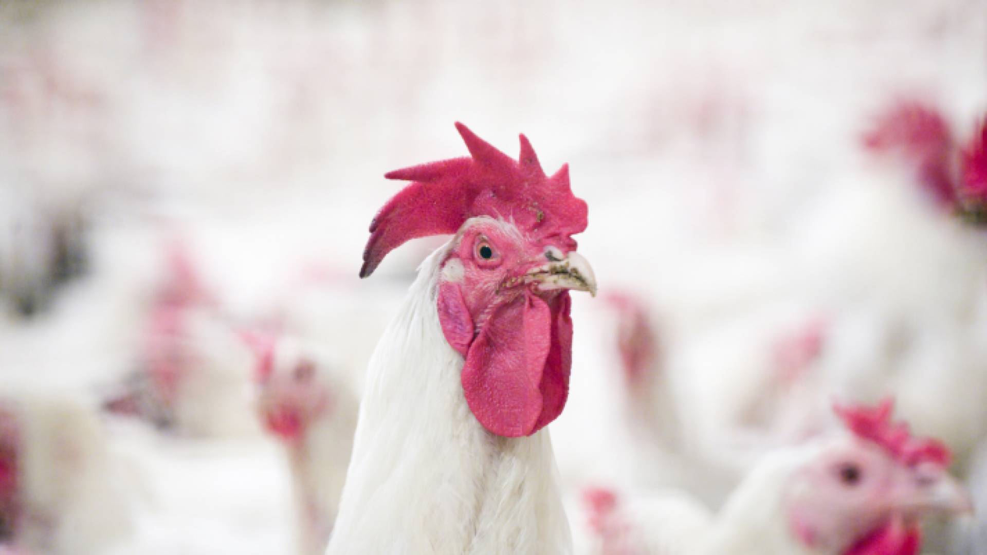 انخفاض أسعار الدجاج في الأردن