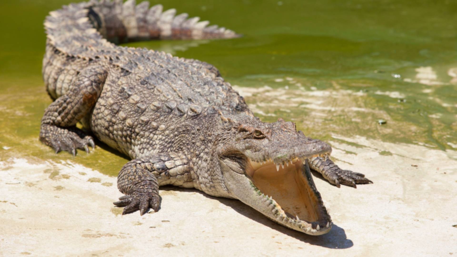 تمساح - تعبيرية