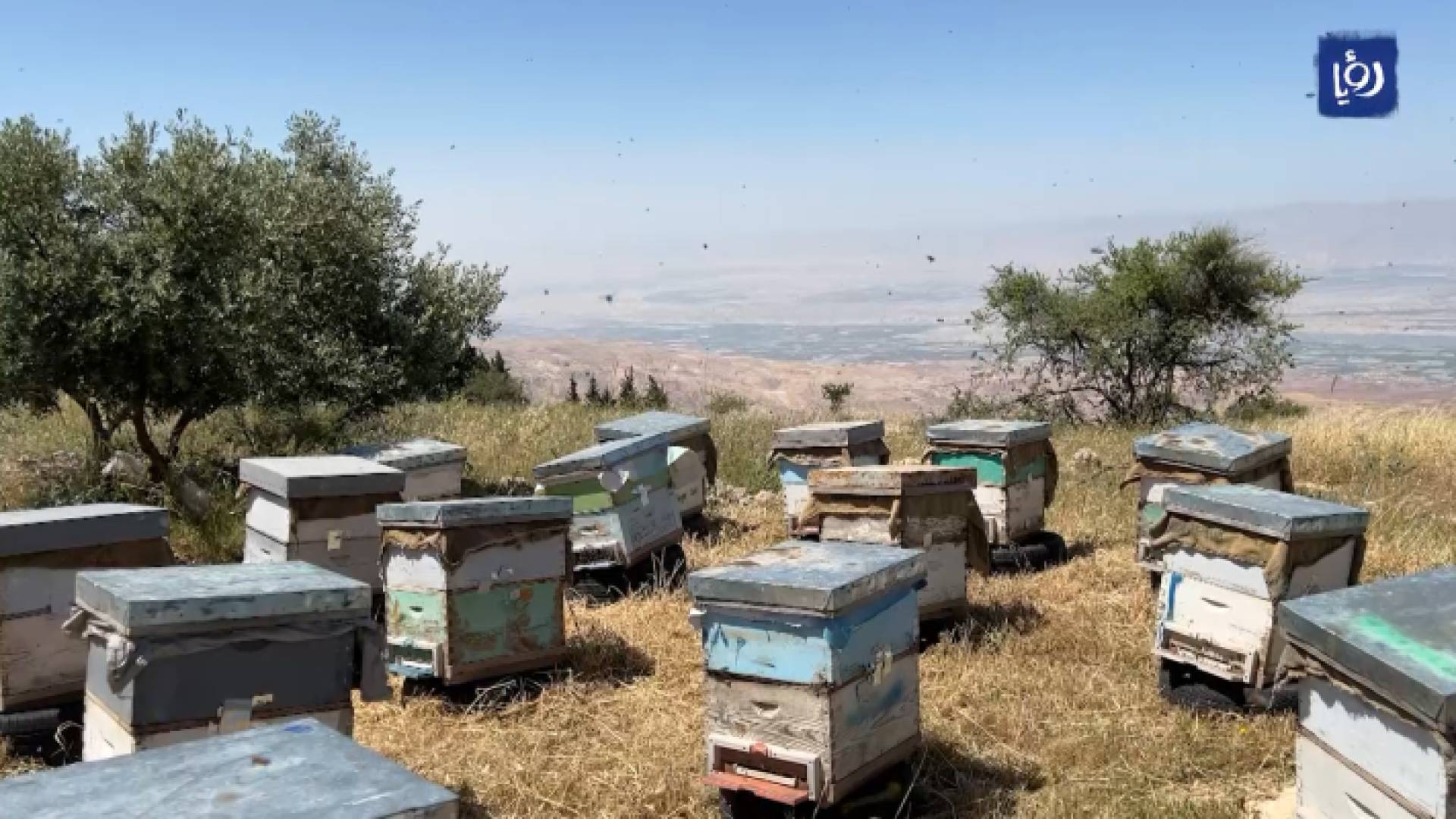 صناديق النحل