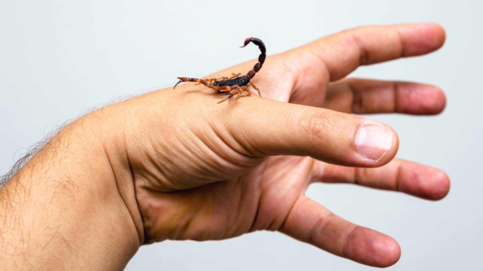 عقرب يلدغ يد شخص