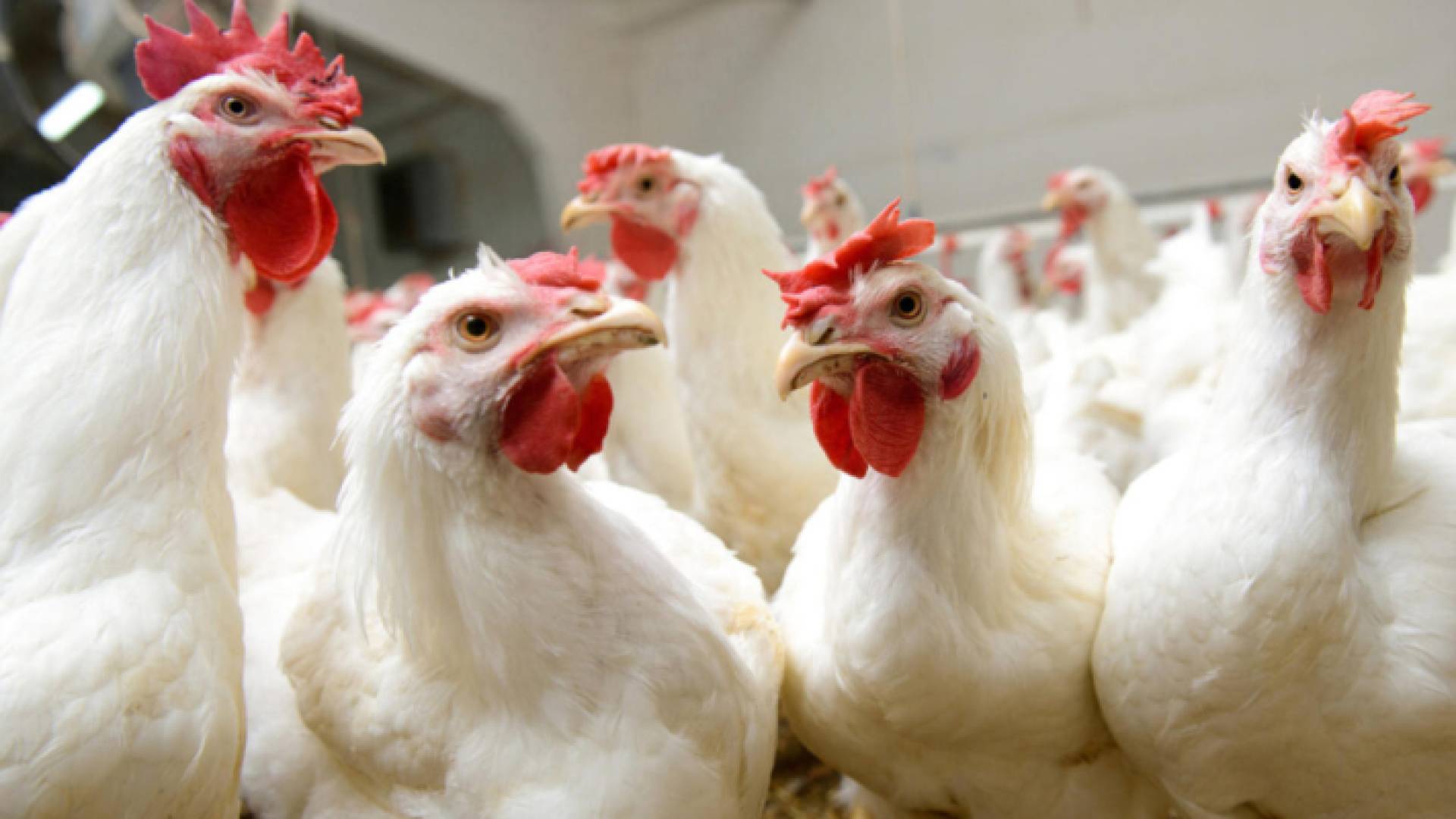 دجاج في إحدى المزارع "أرشيفية"