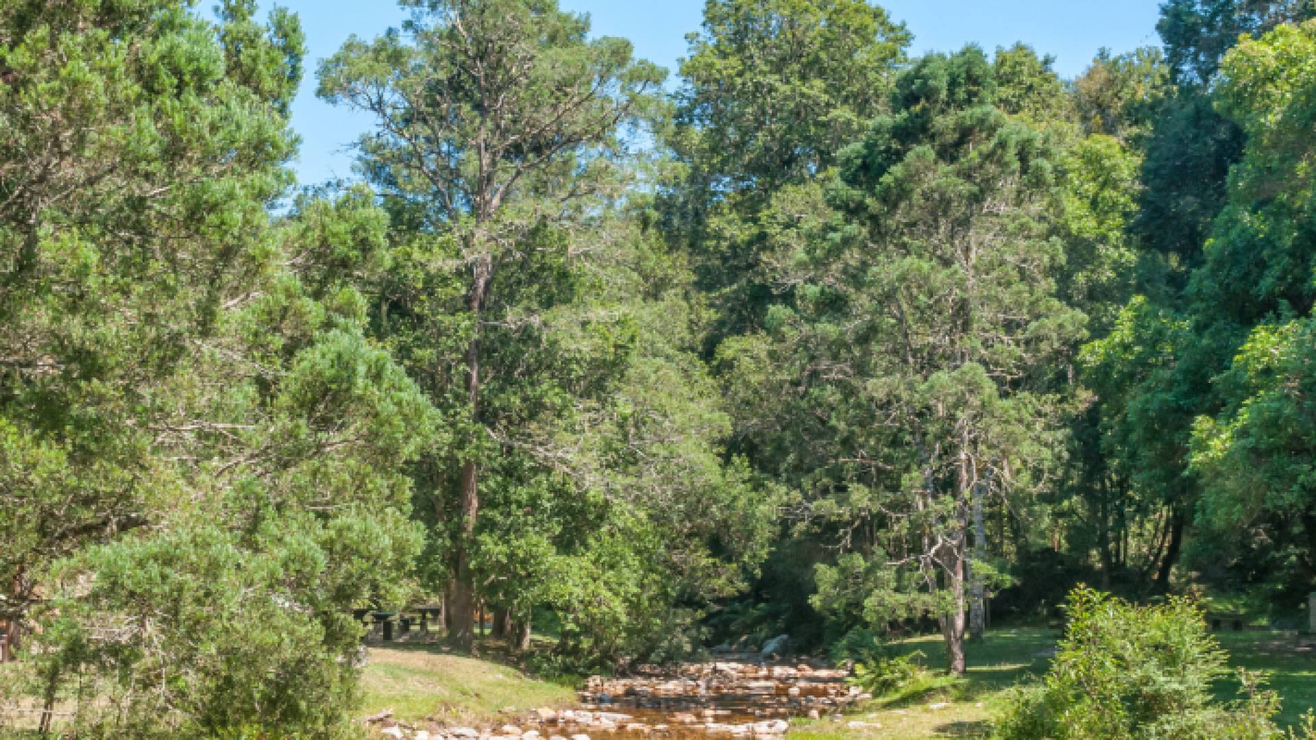 صورة تعبر عن أشجار حرجية