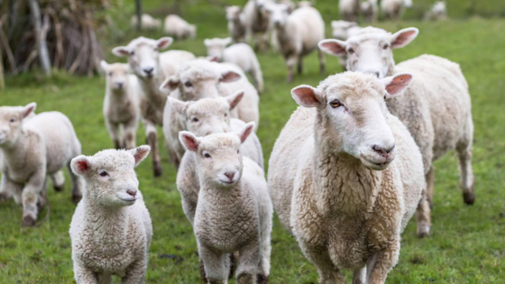 خراف - تعبيرية