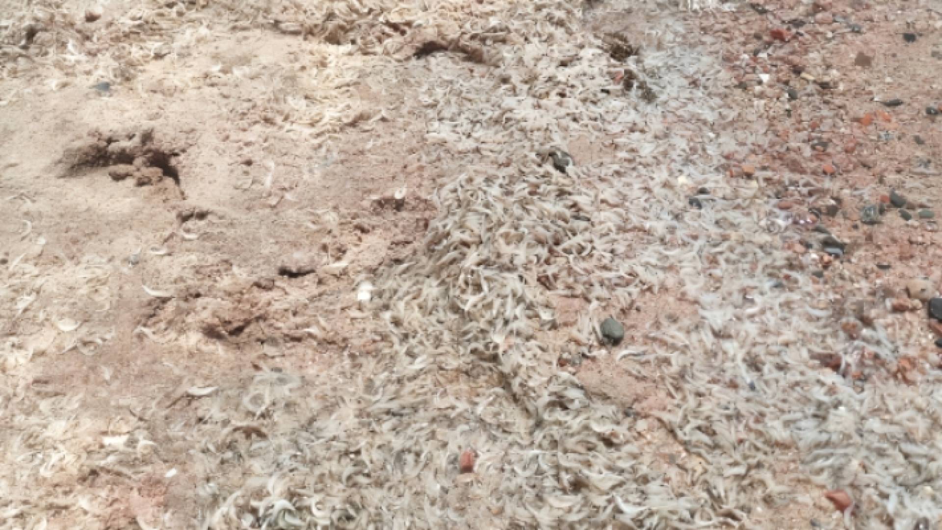 كميات من صغار الجمبري نافقة في العقبة