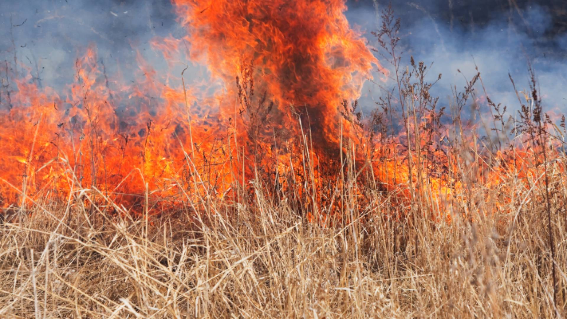 صورة تعبر عن حريق أعشاب