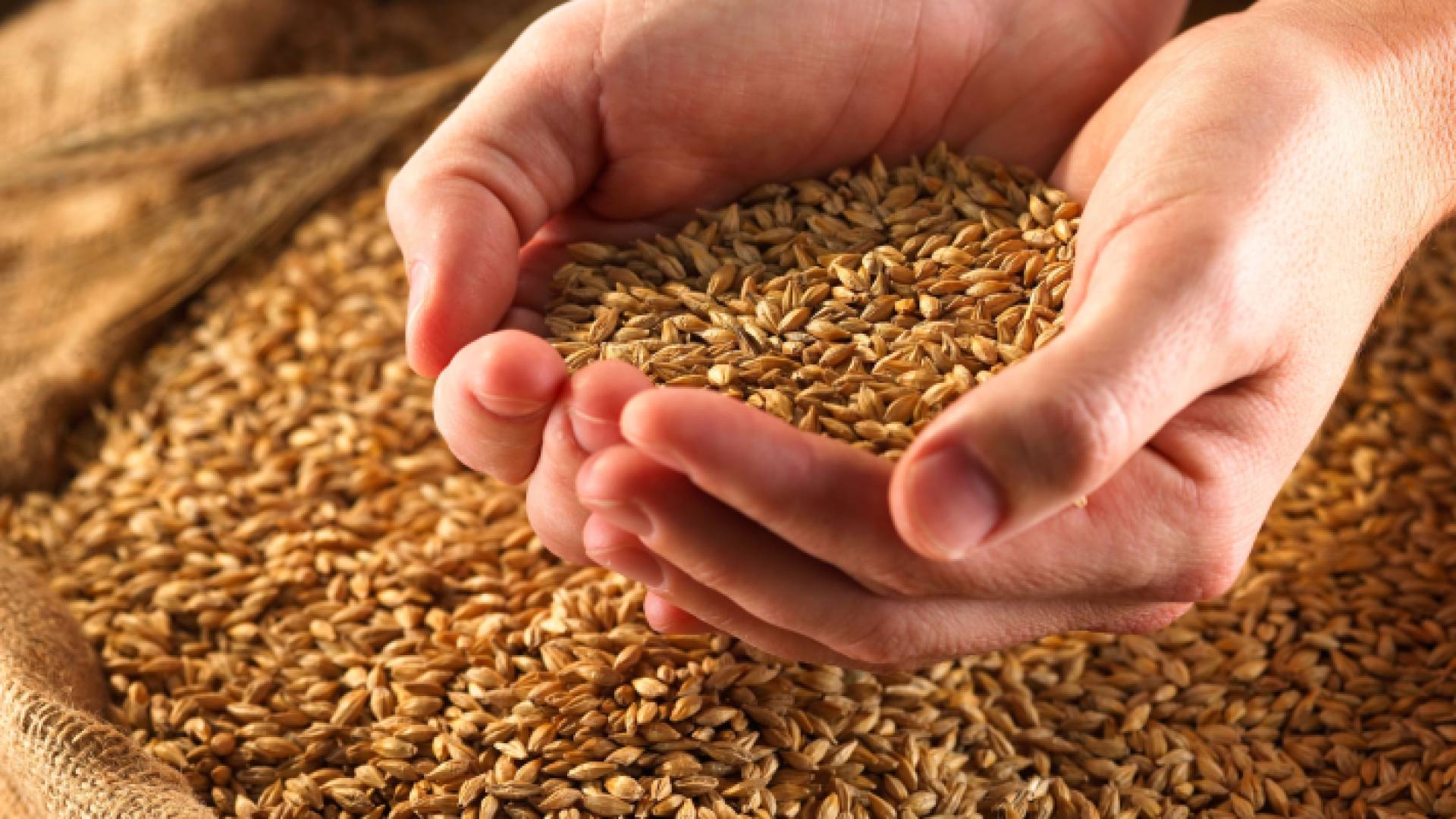 شخص يحمل قمح