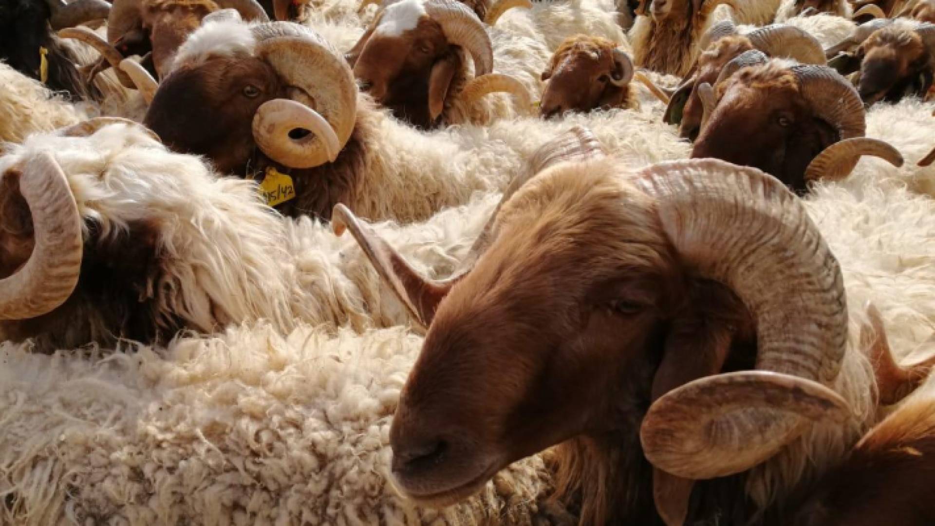 بيع الأضاحي