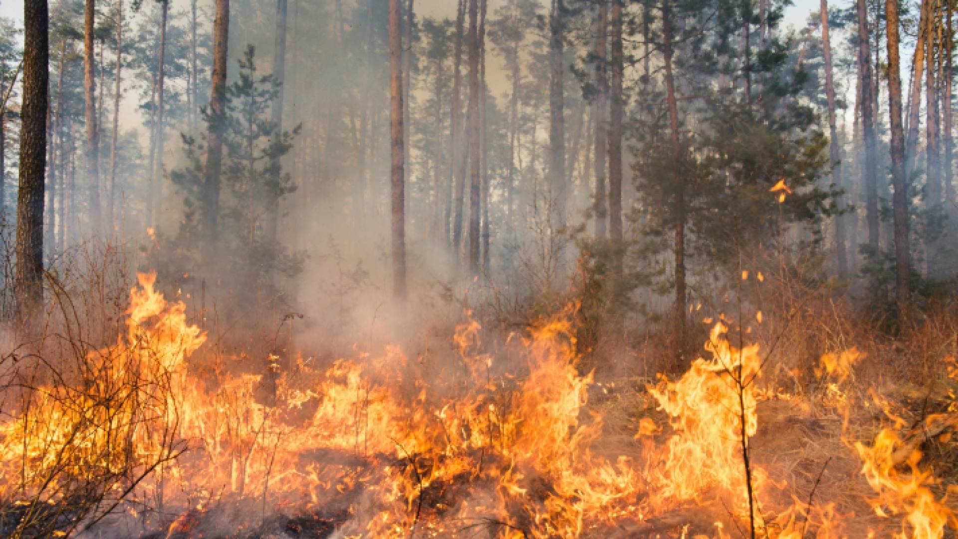 حريق أشجار وأعشاب