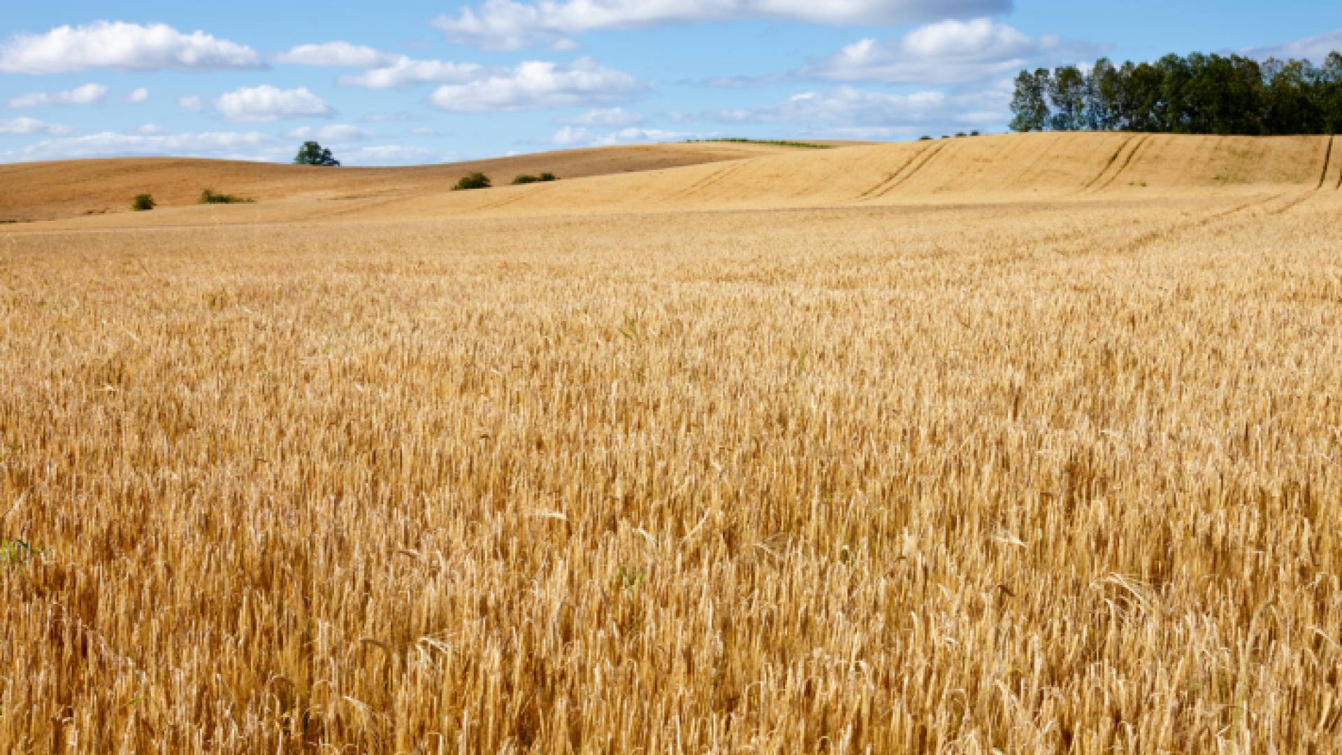 زراعة الشعير