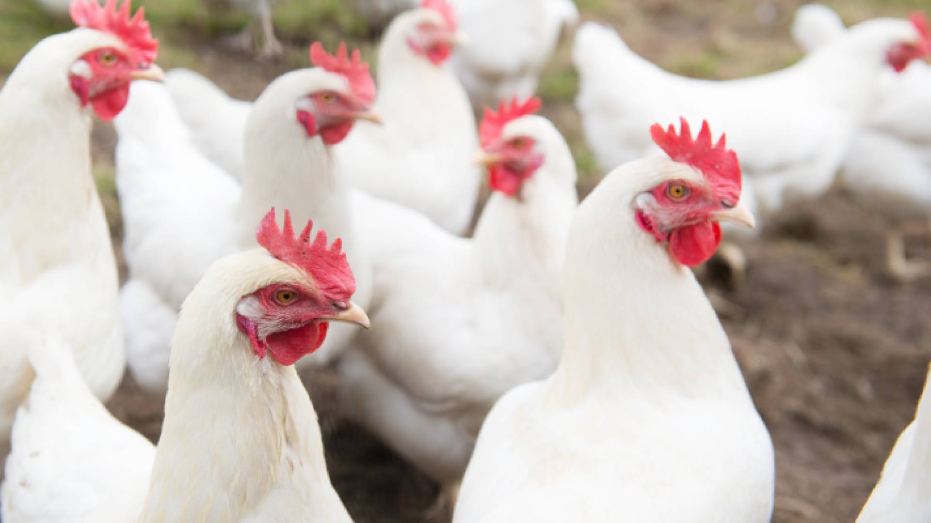 تربية دجاج أبيض