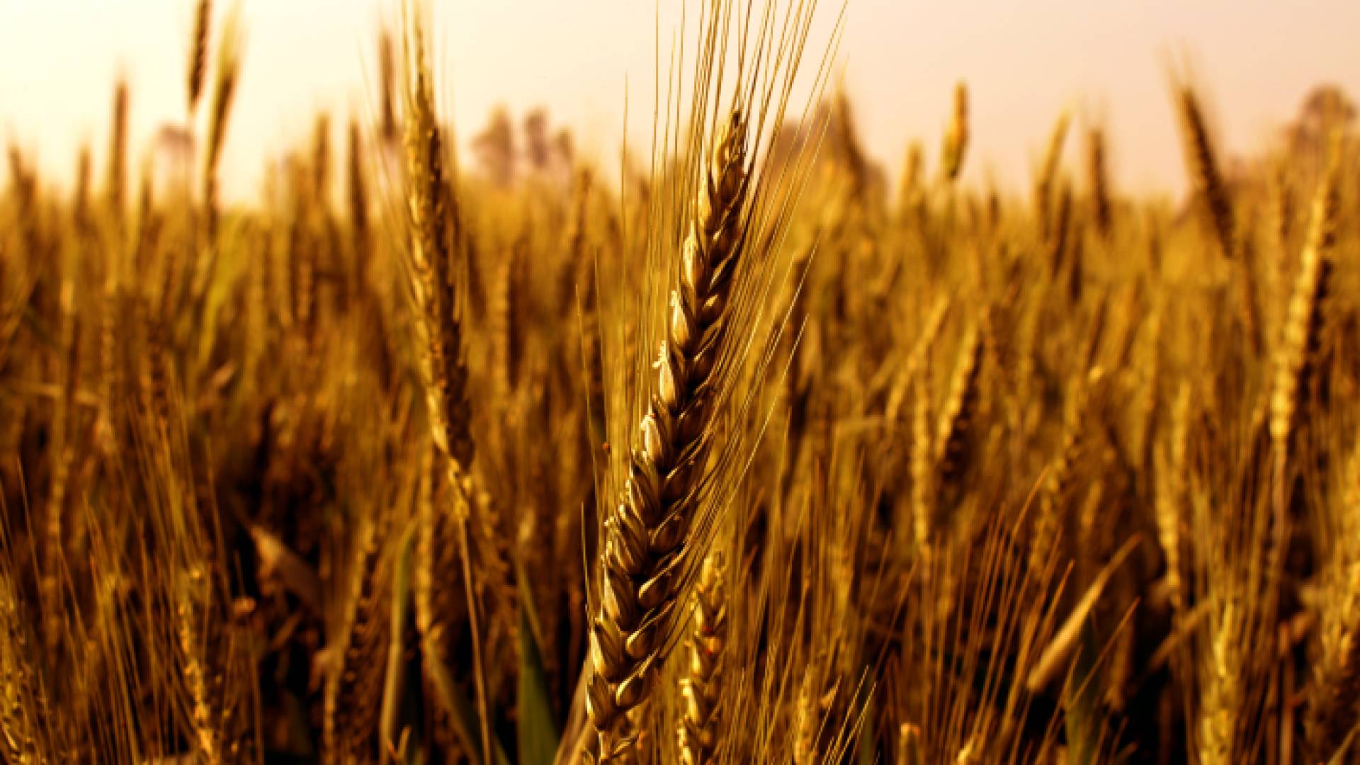 انتاج القمح