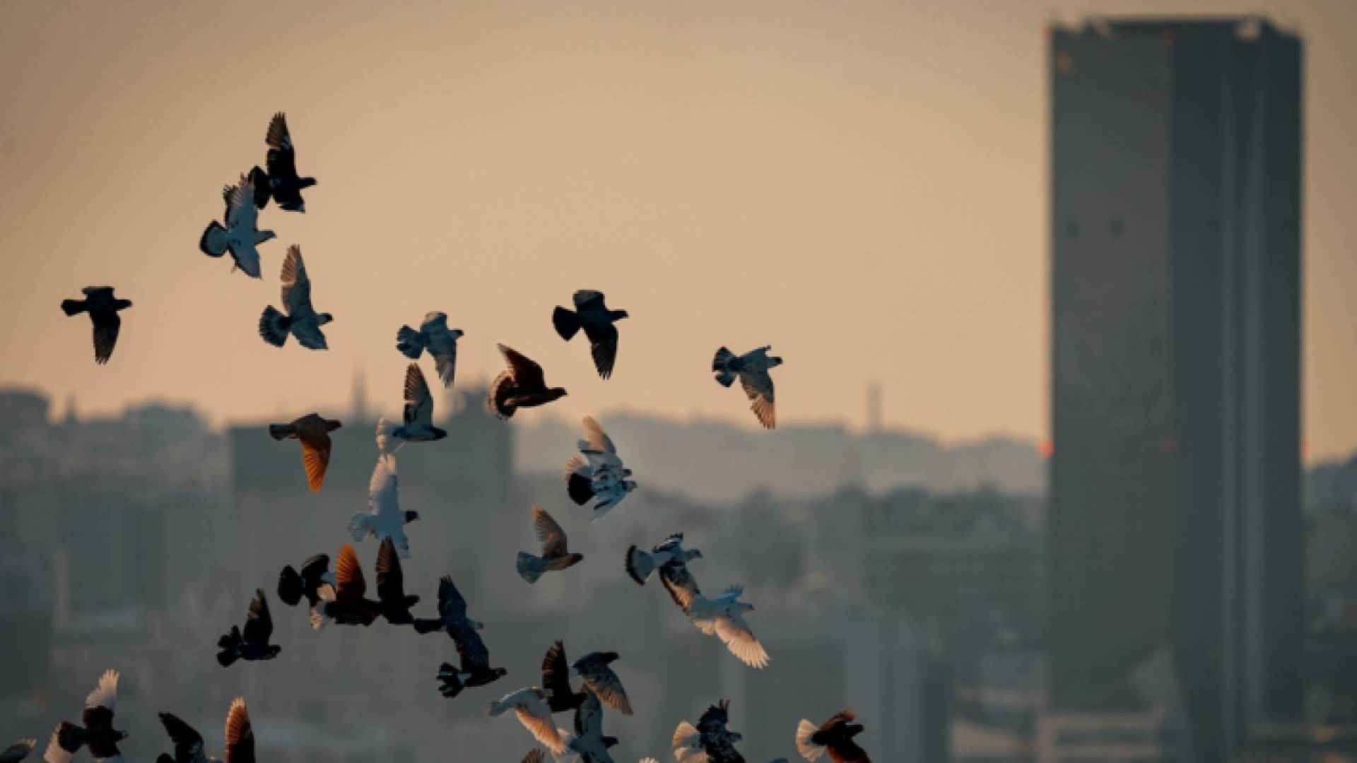 طيور في سماء العاصمة عمان