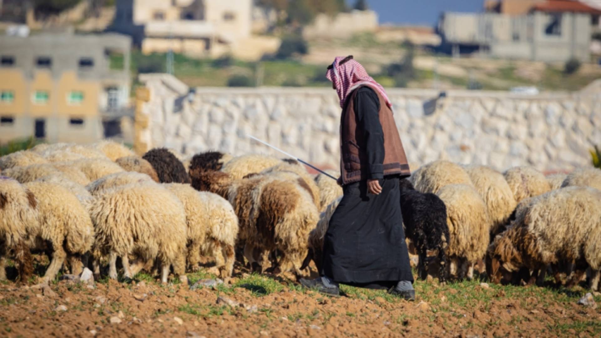 رجل يرعى بالأغنامبين الحيوانات على خلفية مباني المدينة.