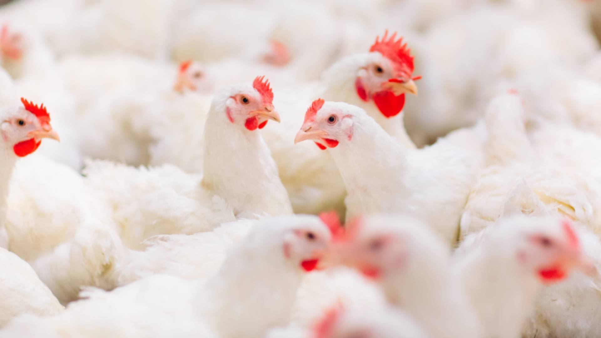 دجاج داخل مزرعة "أرشيفية"