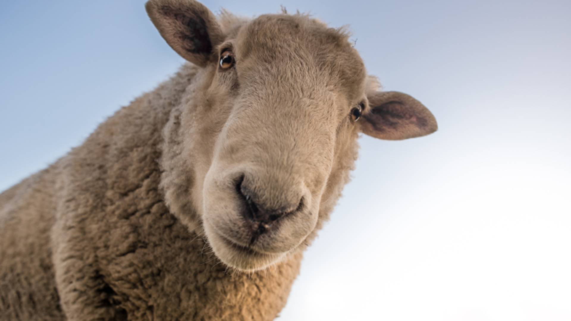 خروف "تعبرية"