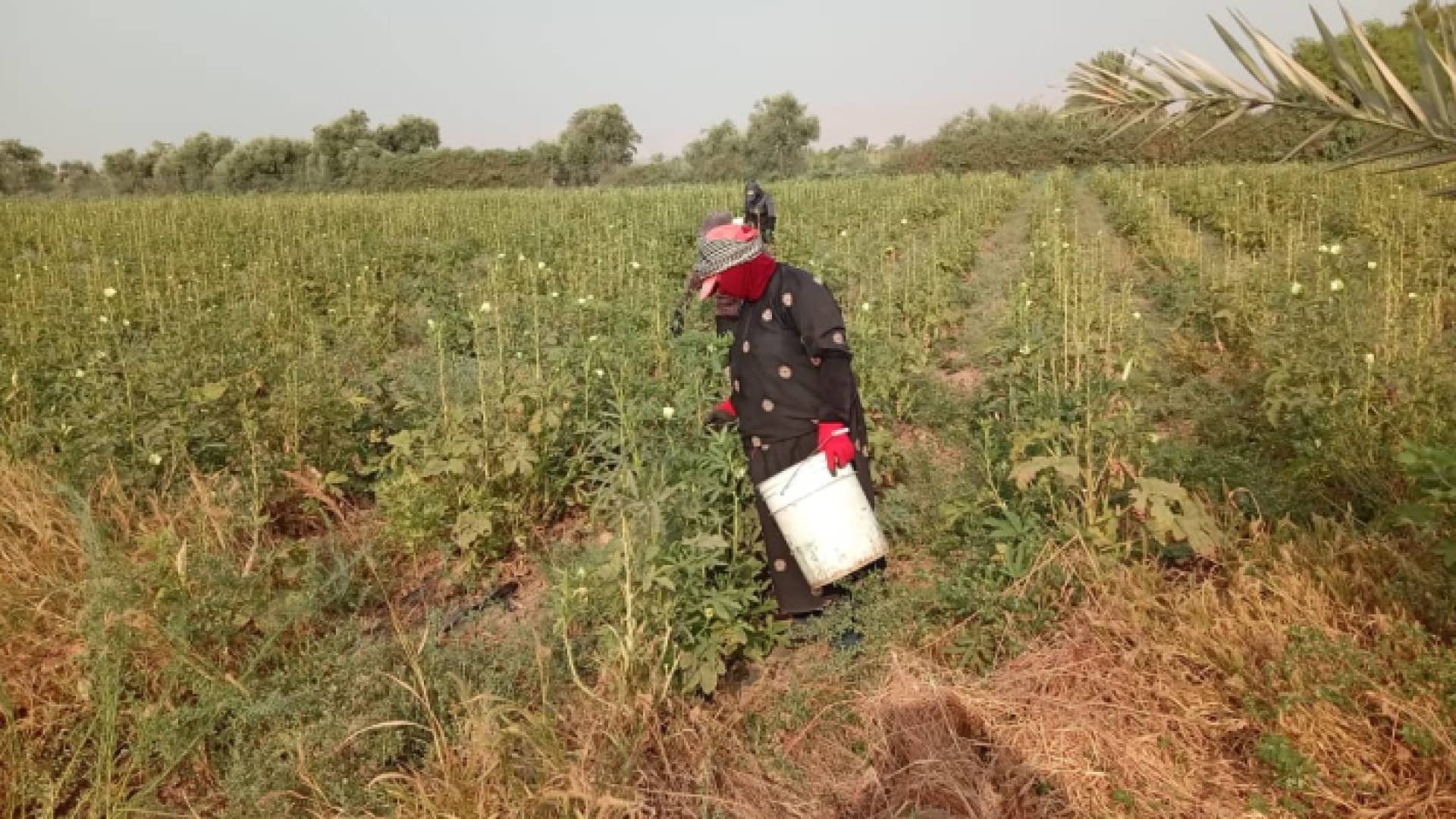 عاملة في قطاع الزراعة