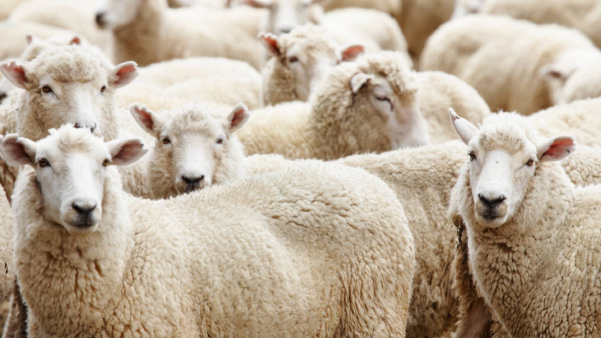 تربية مواشي