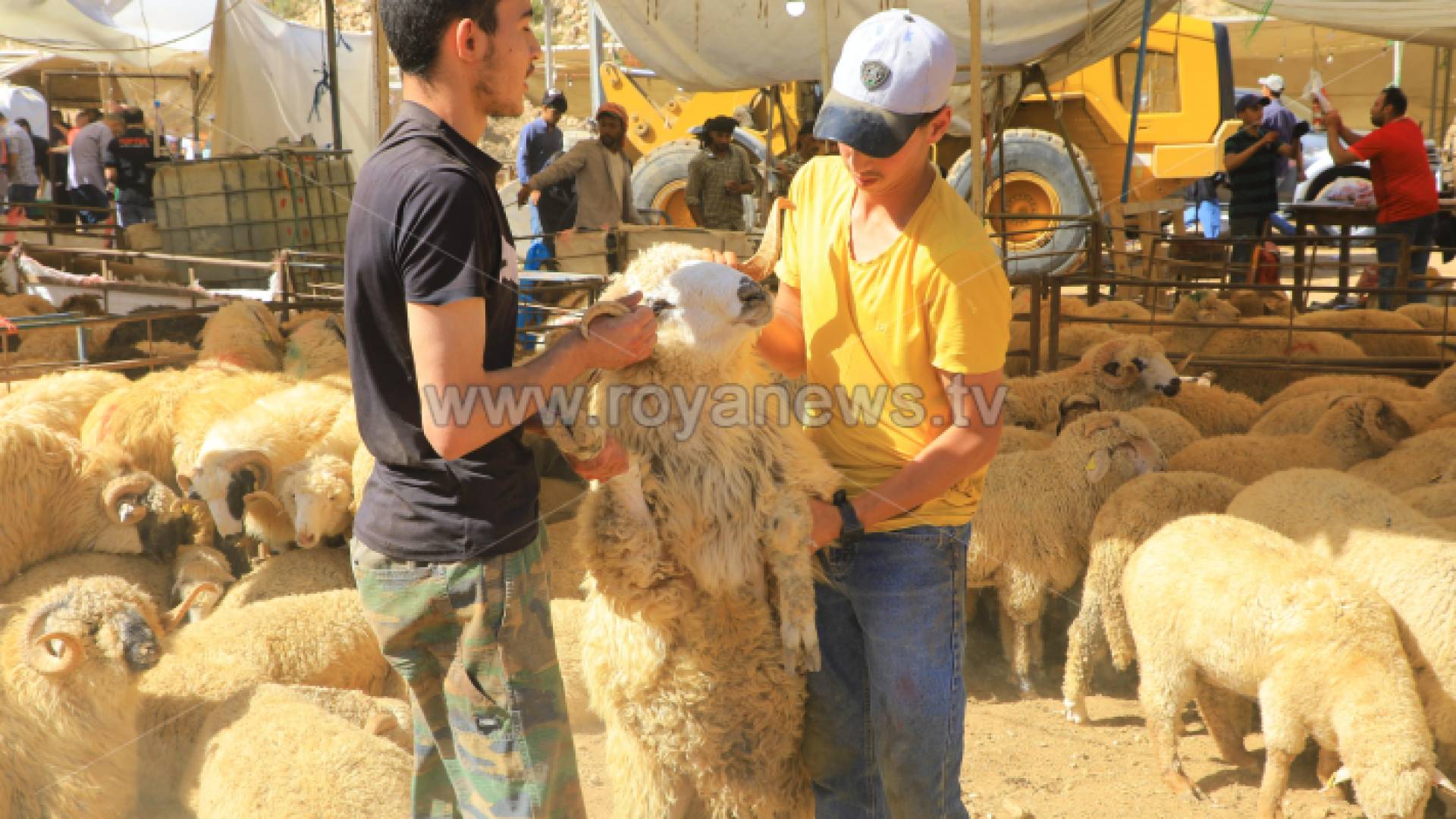 أماكن بيع أضاحي في الأردن