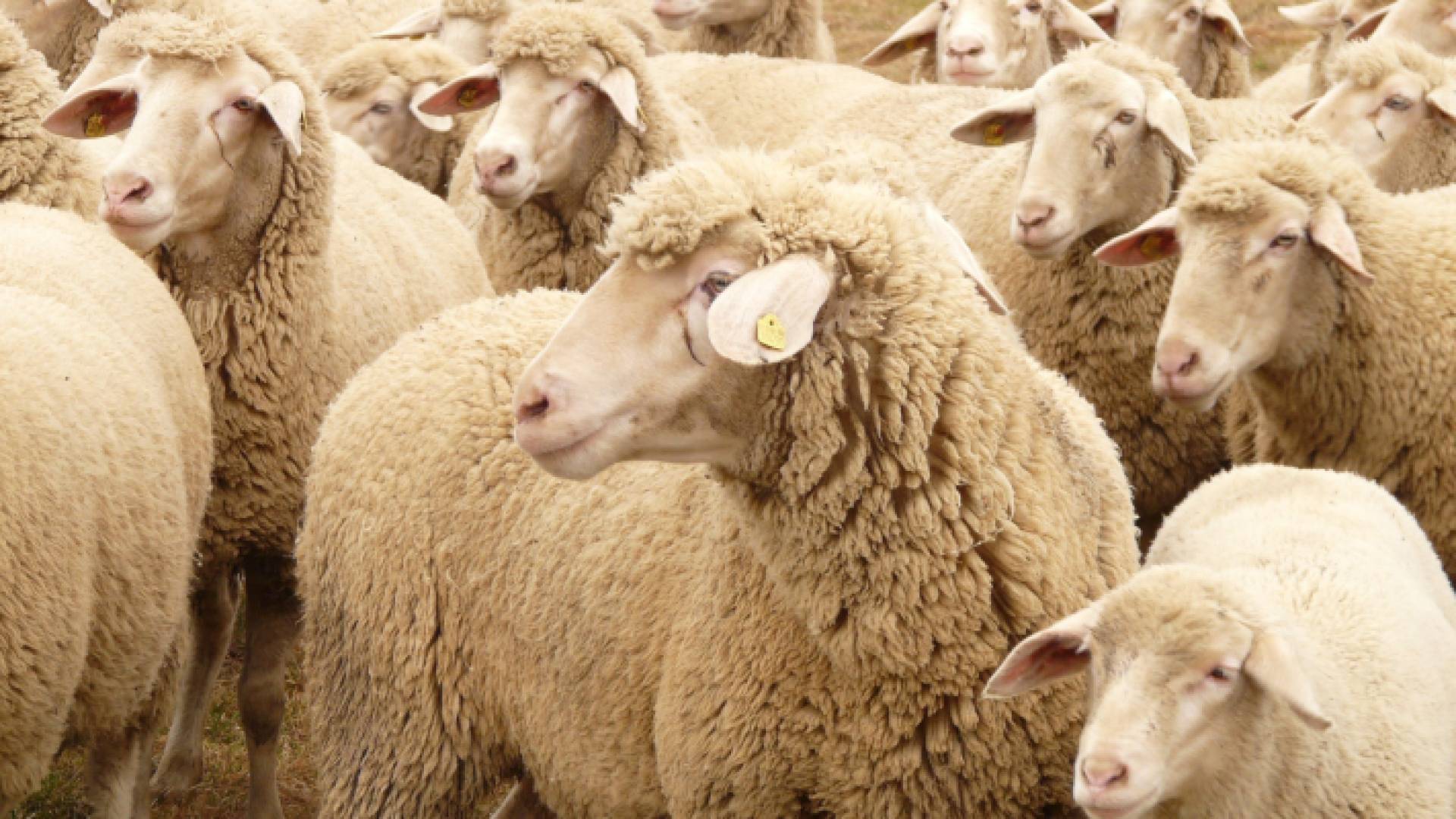 خراف - تعبيرية