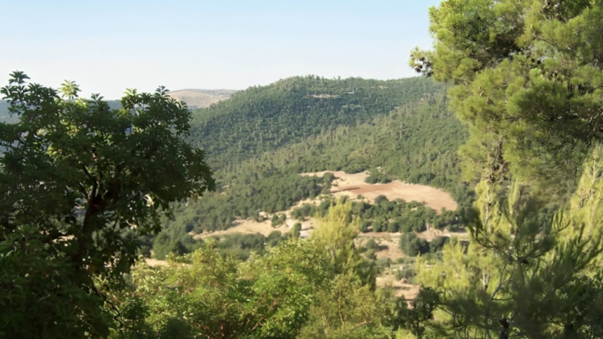 أراضي حرجية في عجلون