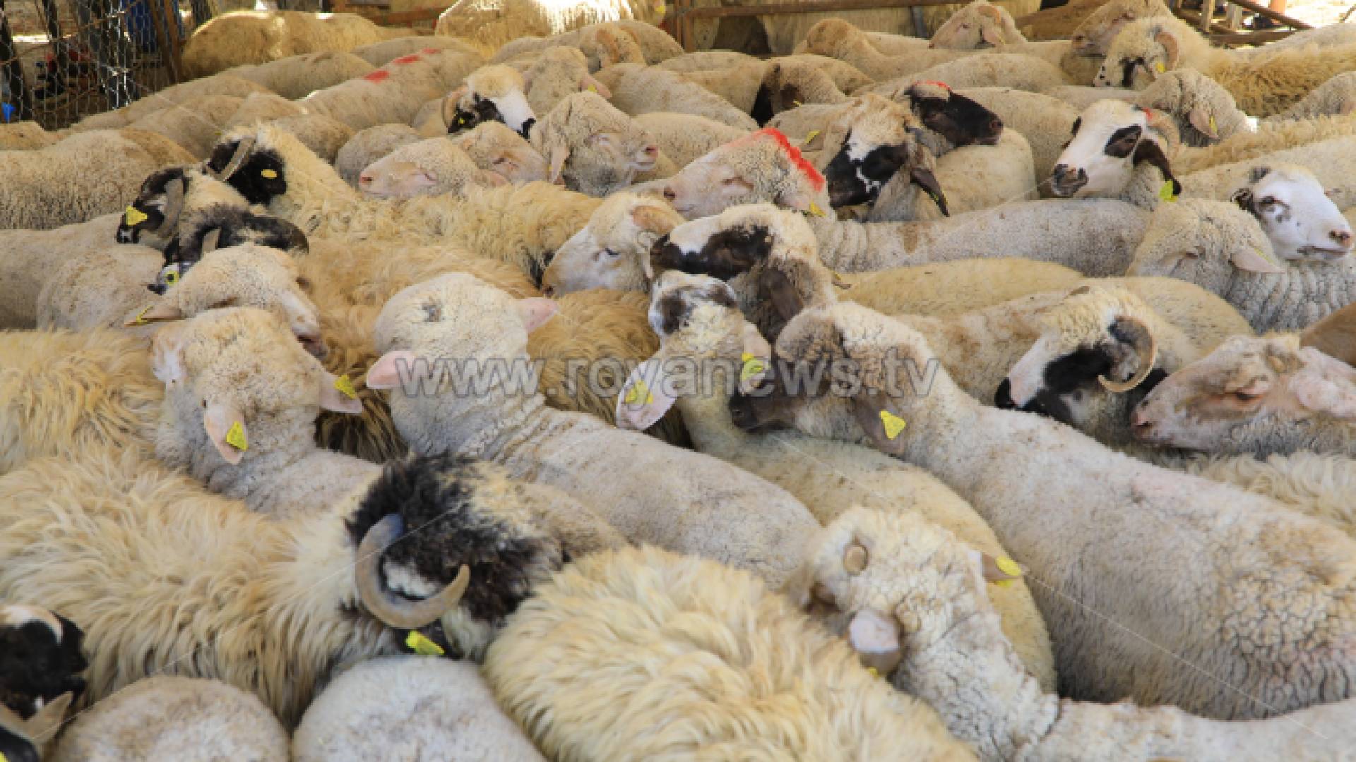 موقع لبيع الماشية