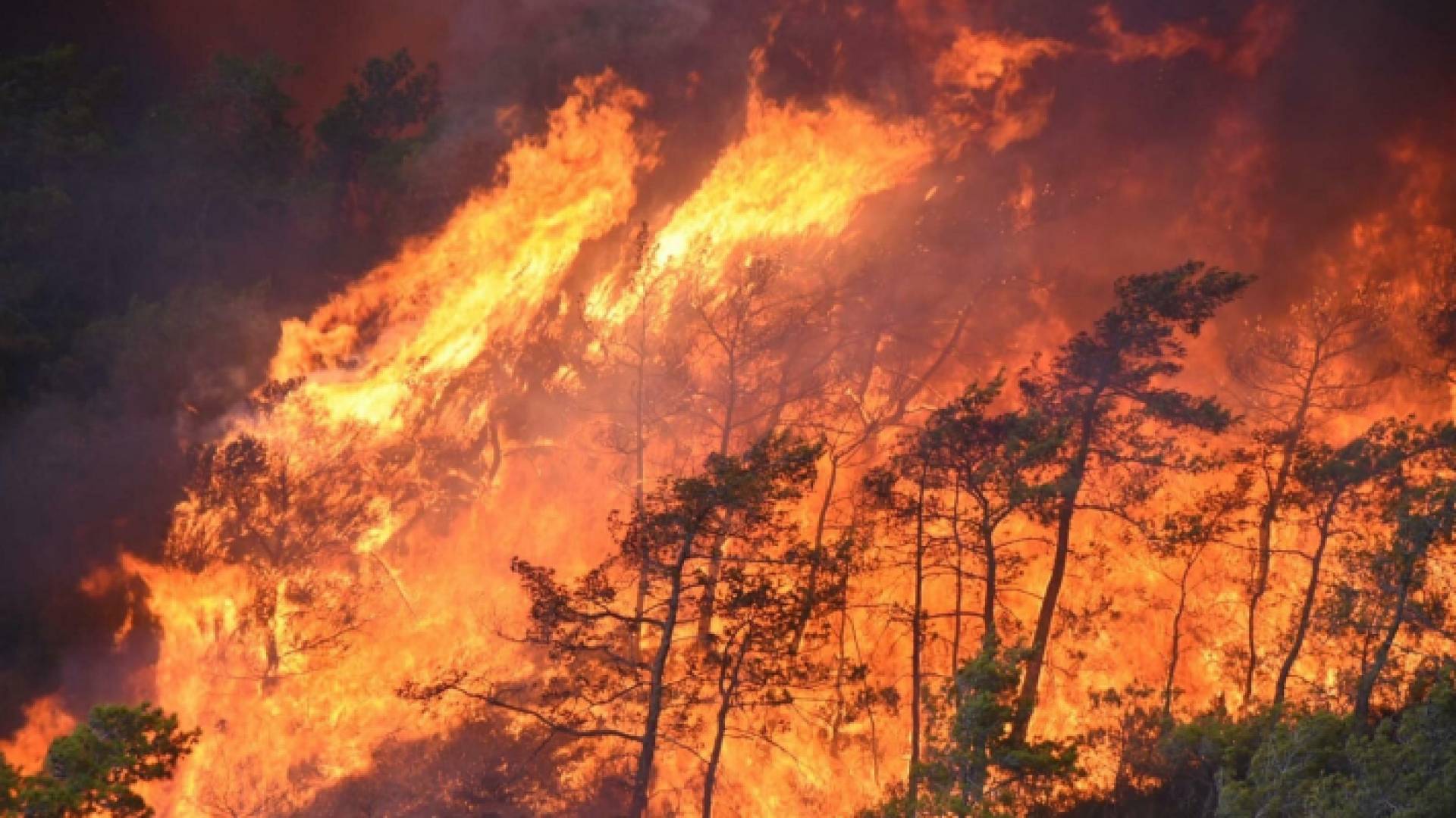 حريق غابات في تركيا - أرشيفية