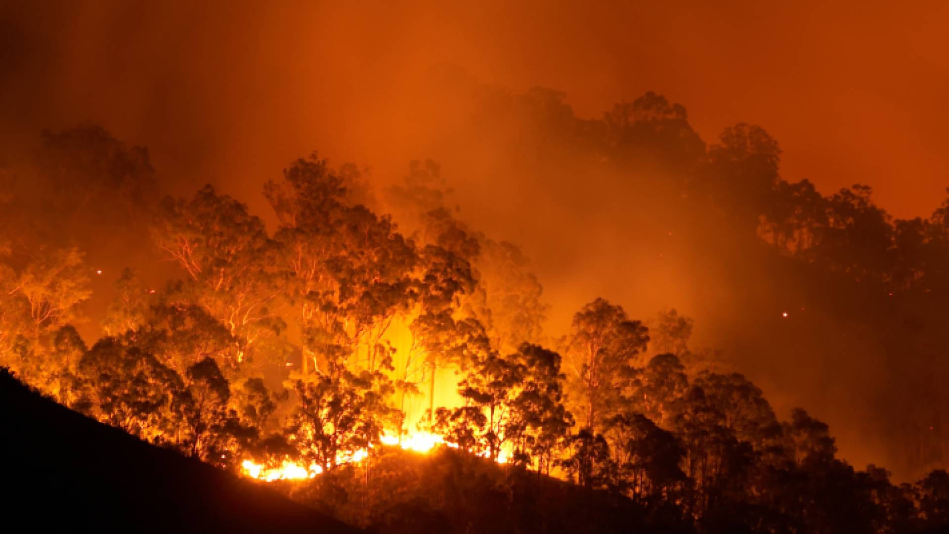 حرائق غابات