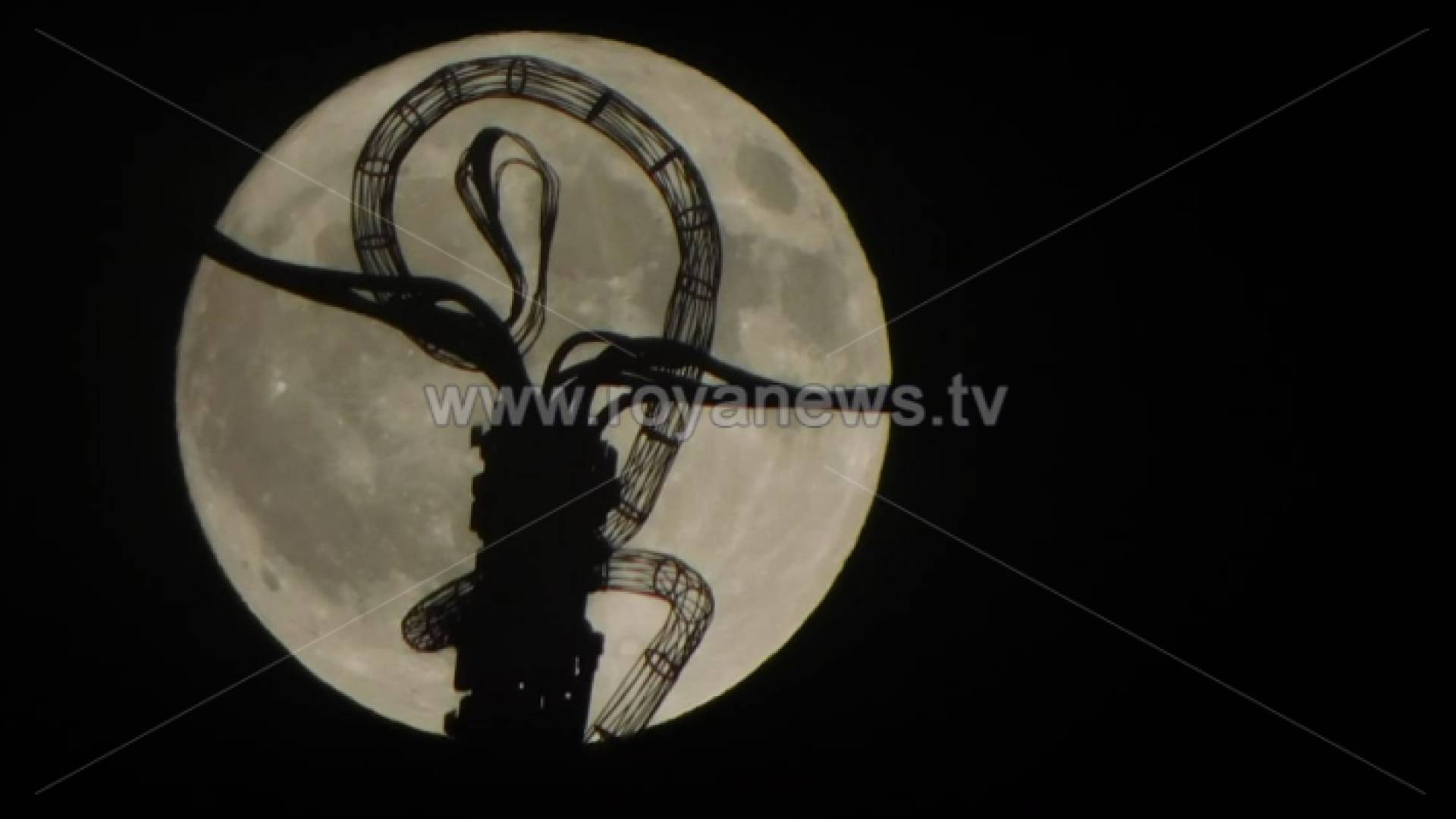 بدر الفراولة