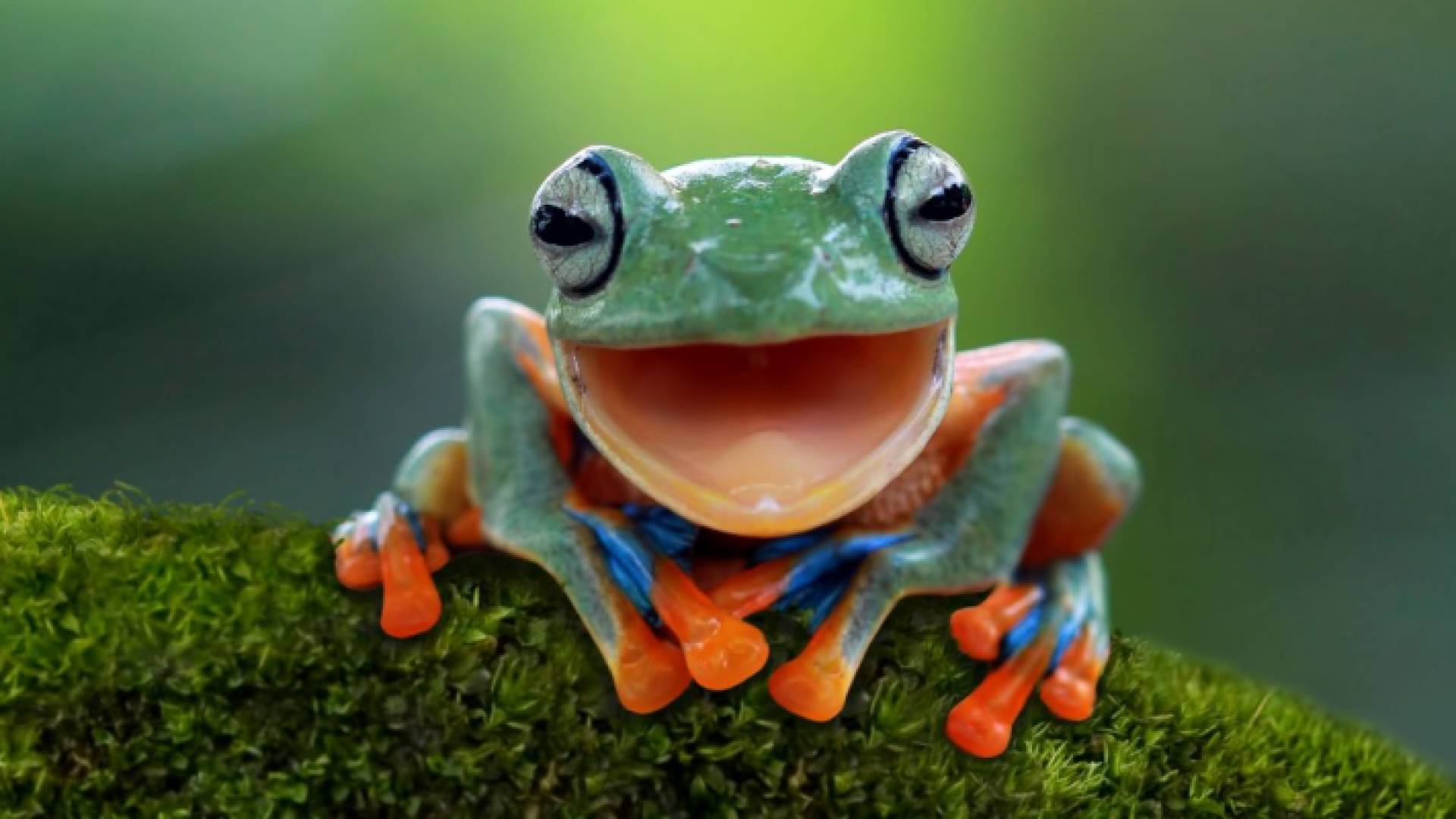 ضفدع - تعبيرية