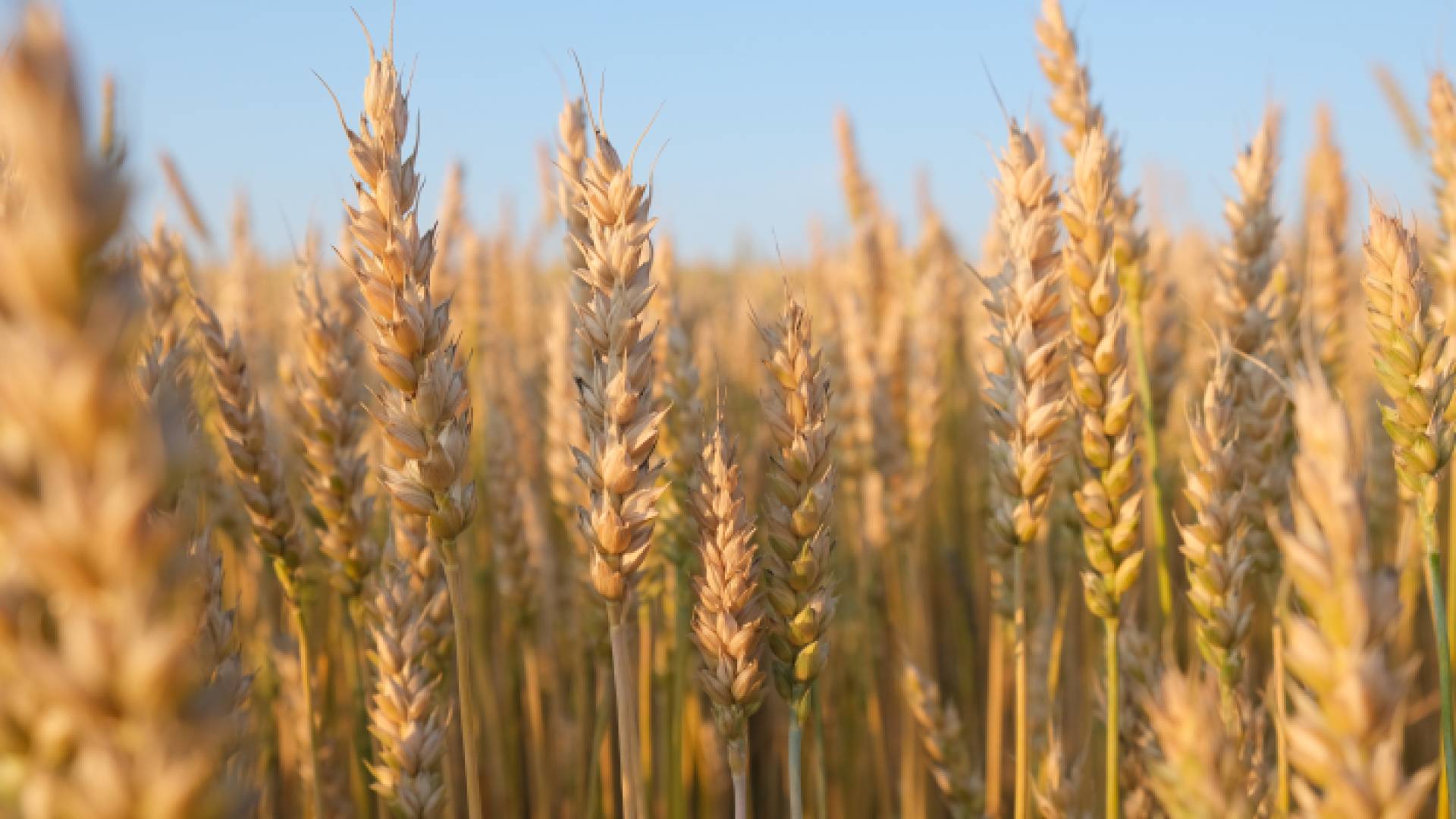 قمح - أرشيفية