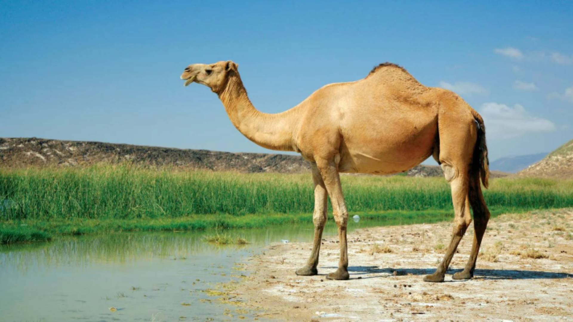 إبل يقف بقرب بركة ماء - تعبيرية