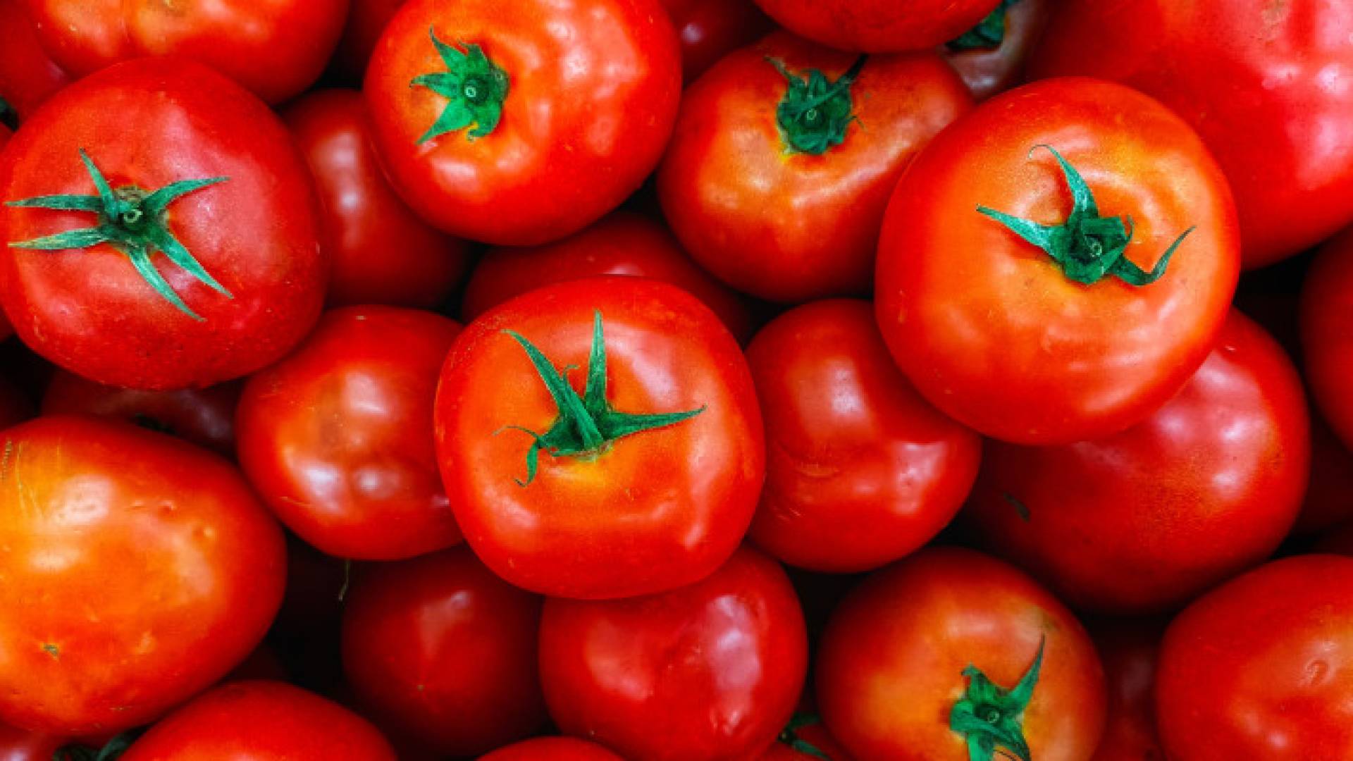 كميات من البندورة