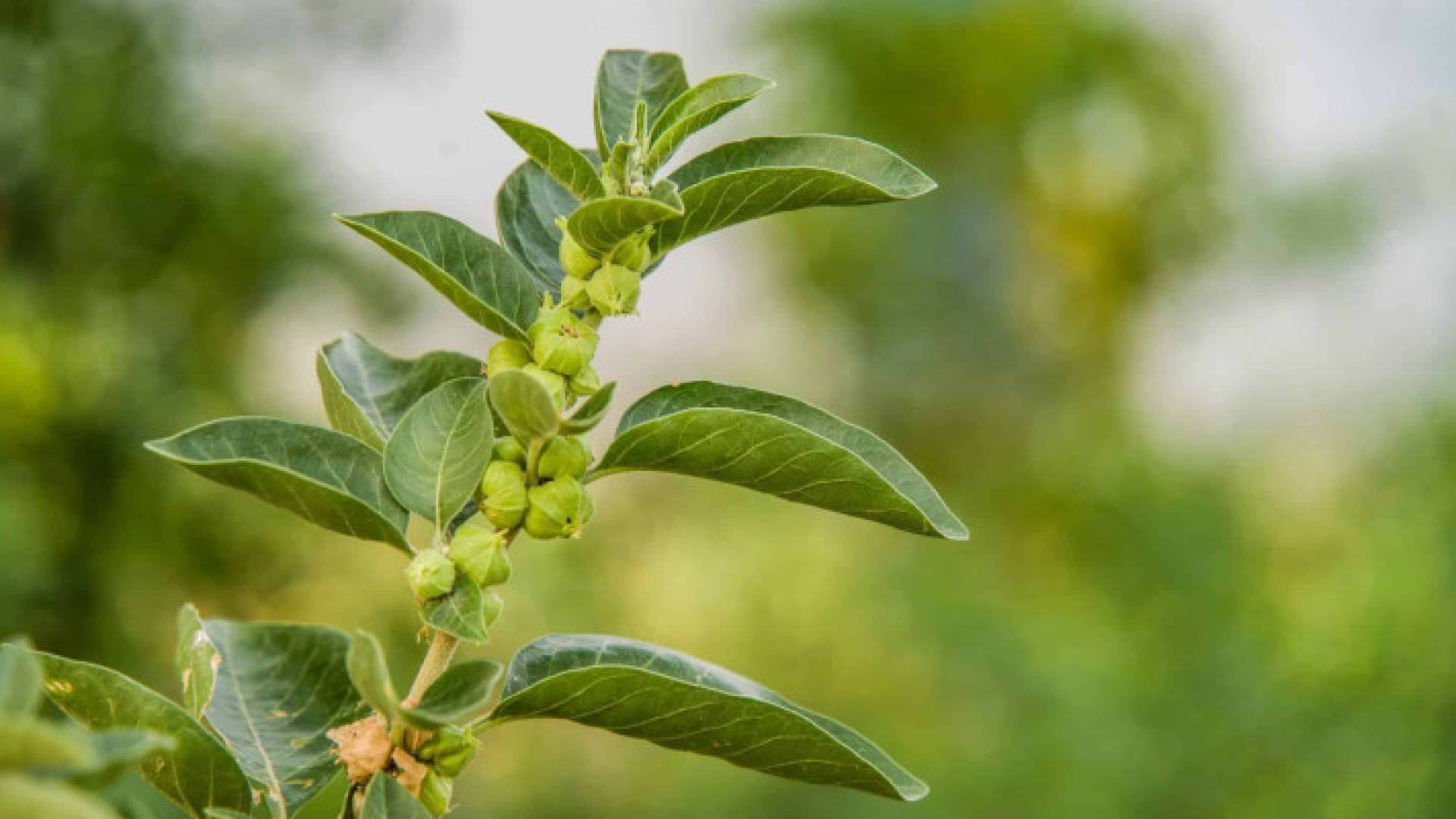 نبات الأشواغاندا - تعبيرية