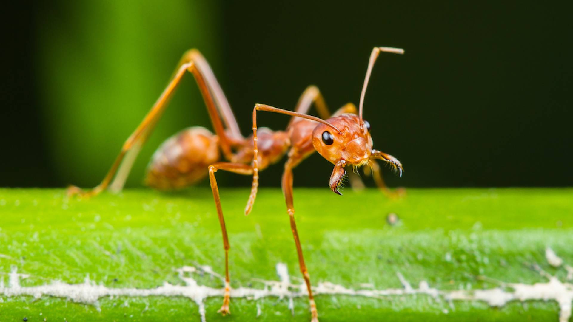 أحد أنواع النمل - تعبيرية